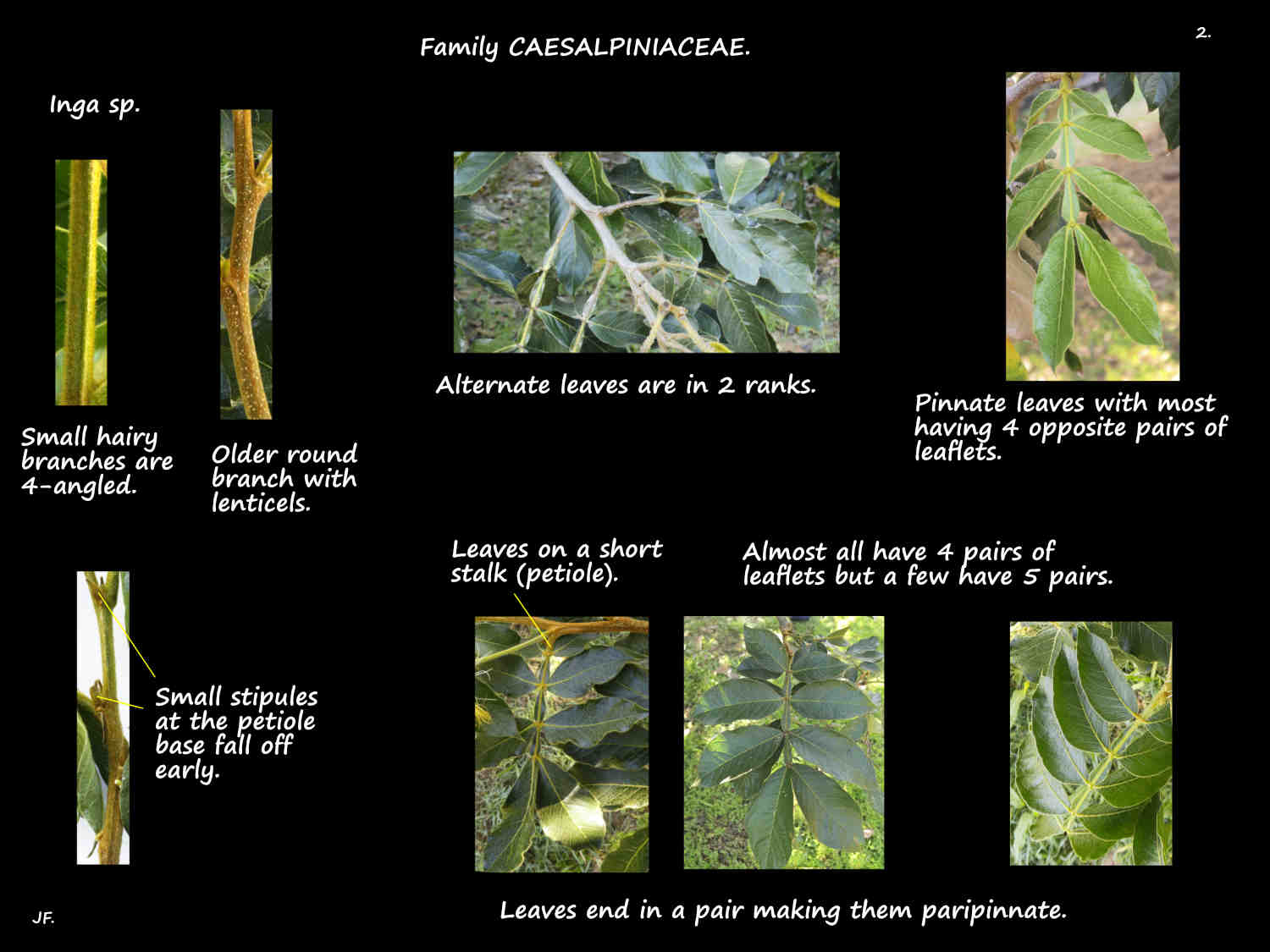 2 Pinnate Inga leaves