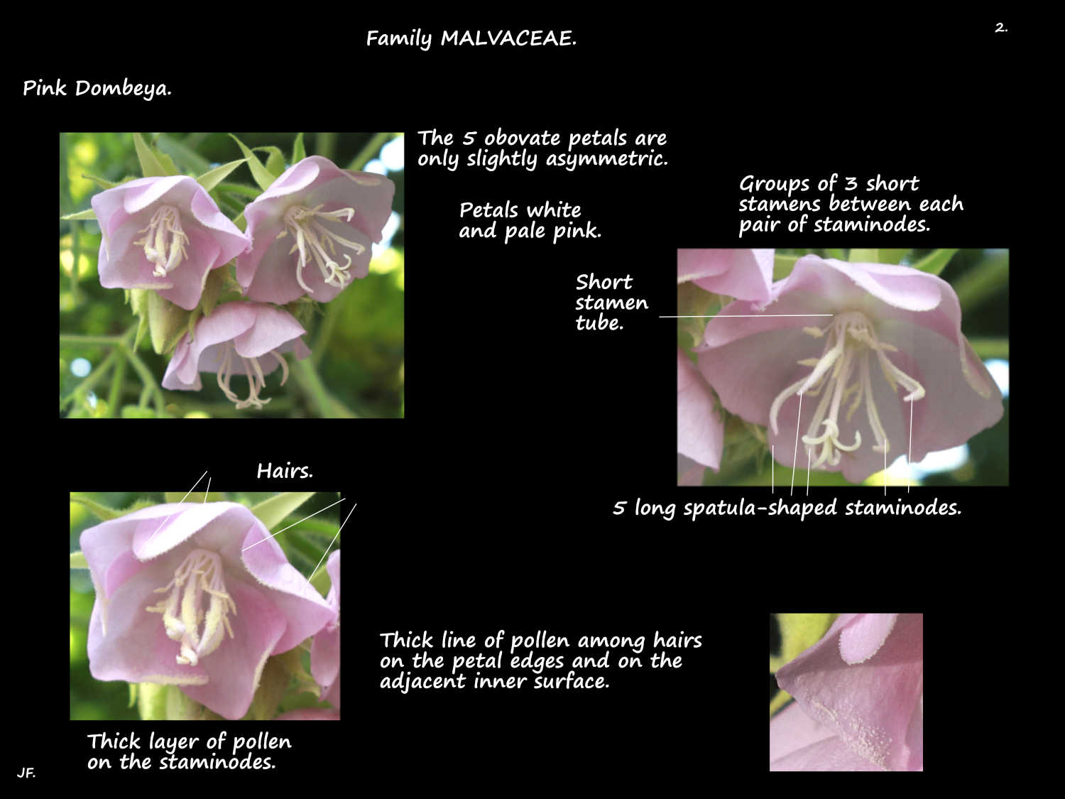 2 Pollen on Dombeya petals