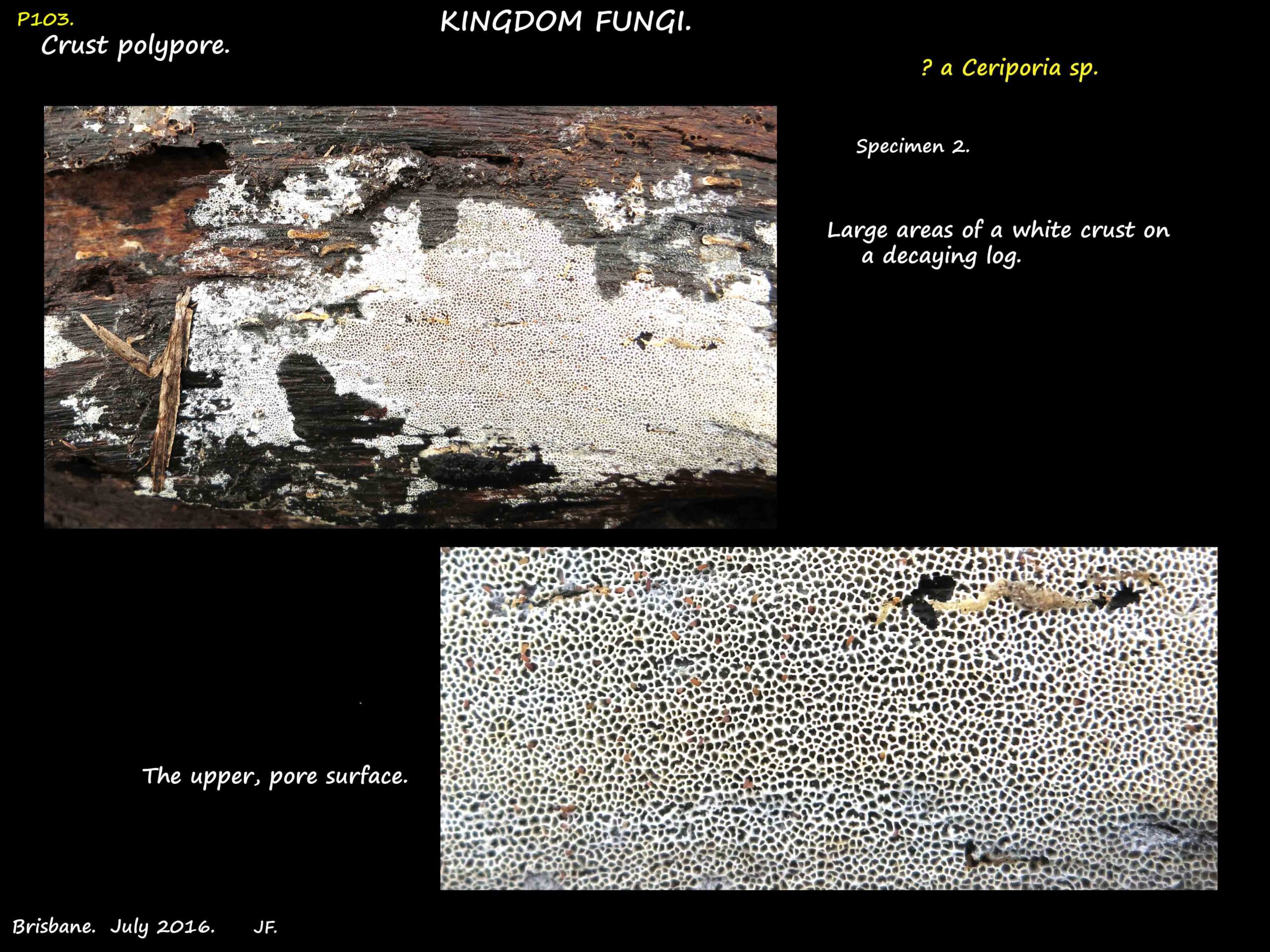 2 Pore layer