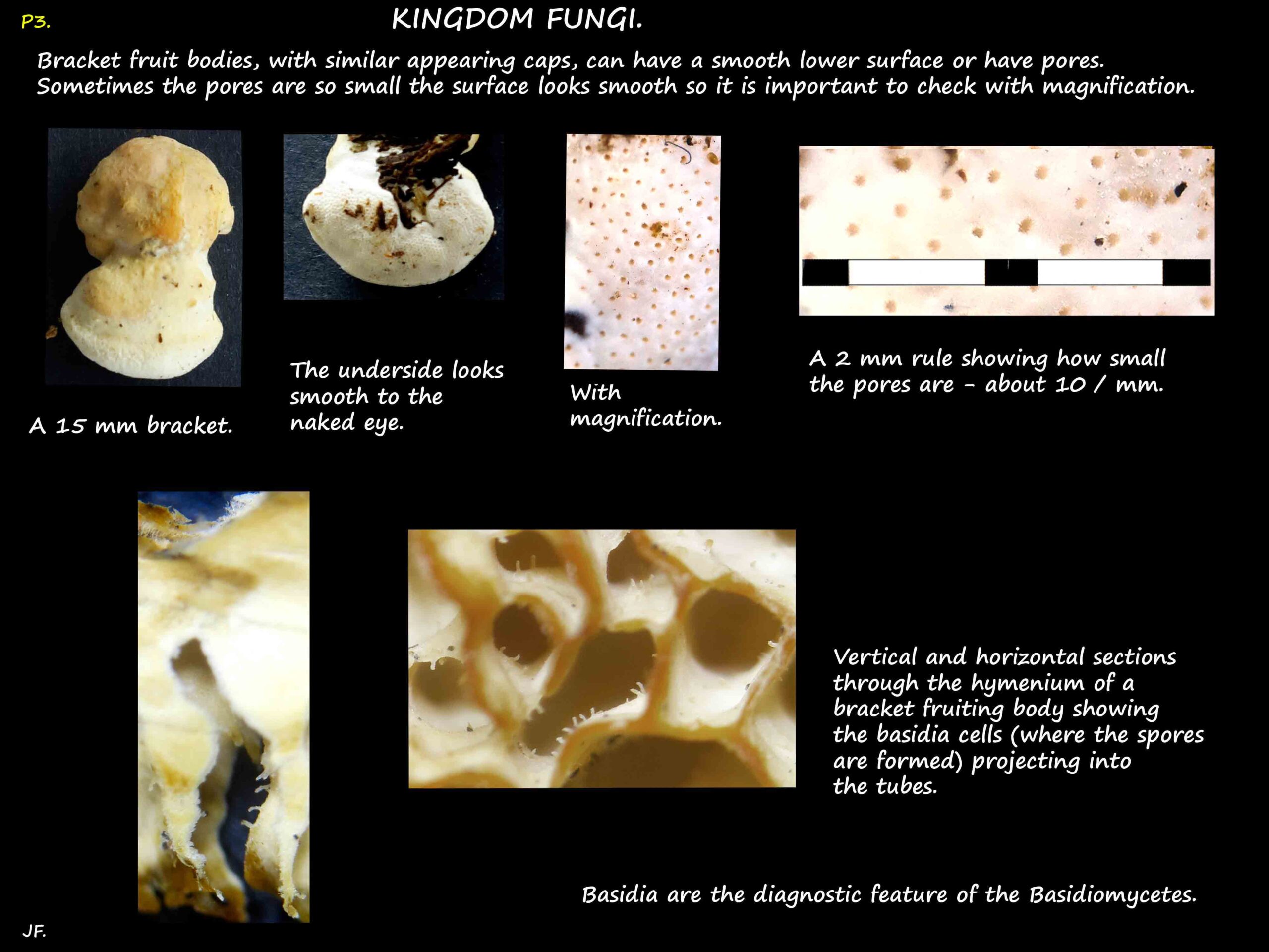 2 Pore size & basidia cells in Polypore fungi