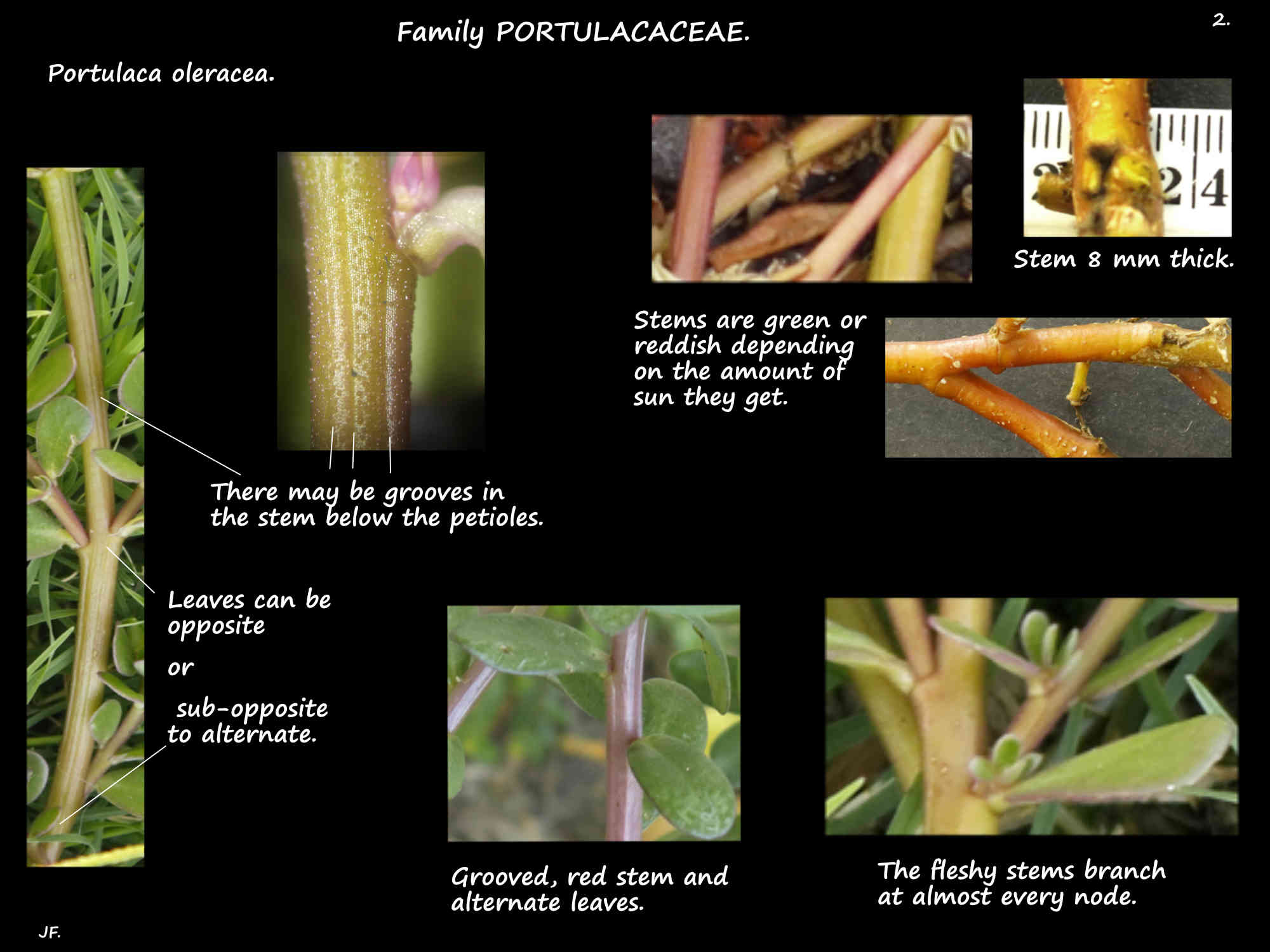 2 Portulaca oleracea reddish & grooved stems