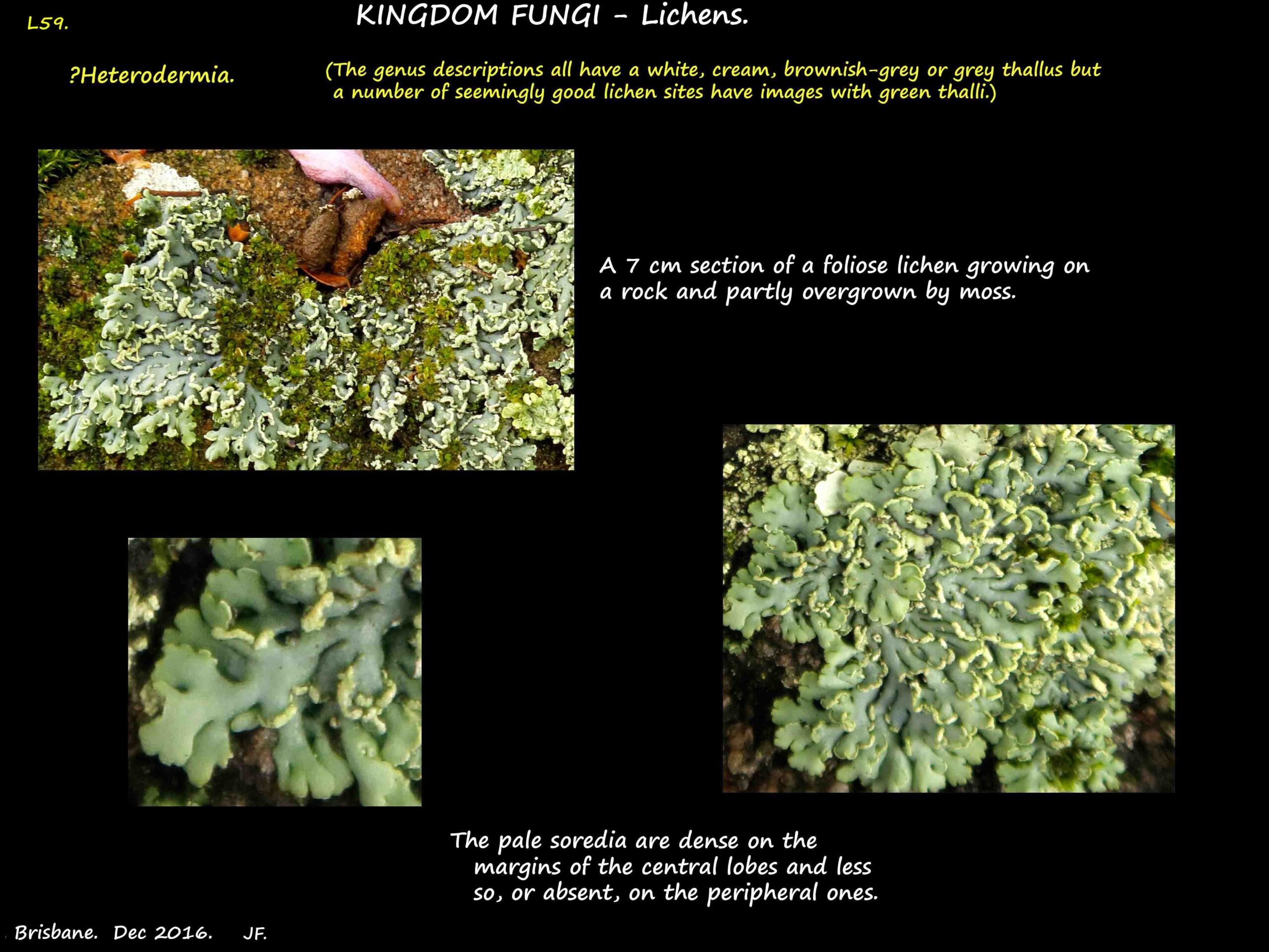 2 A possible Heteroderemia lichen