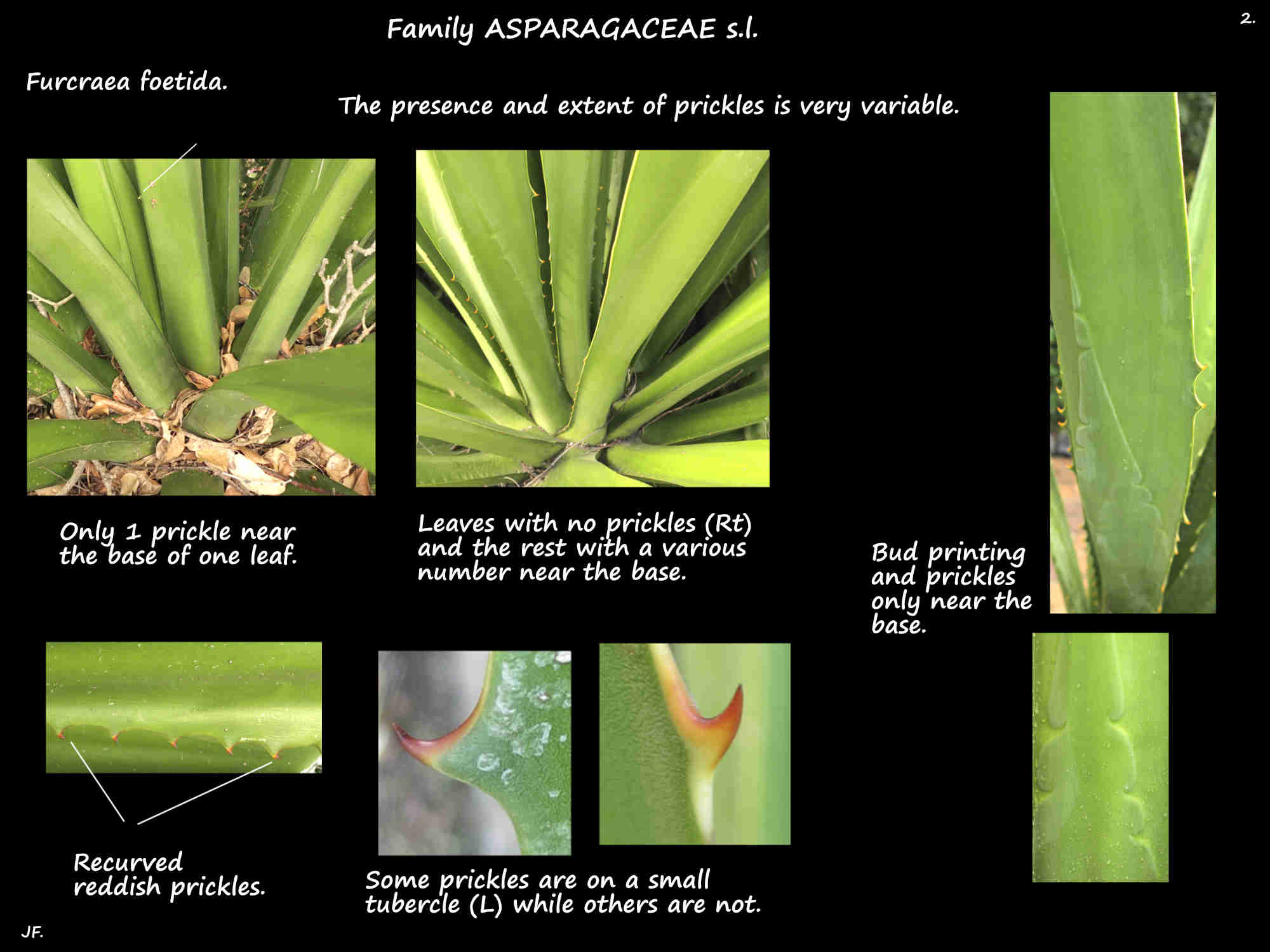 2 Prickles & bud printing on Furcraea foetida leaves