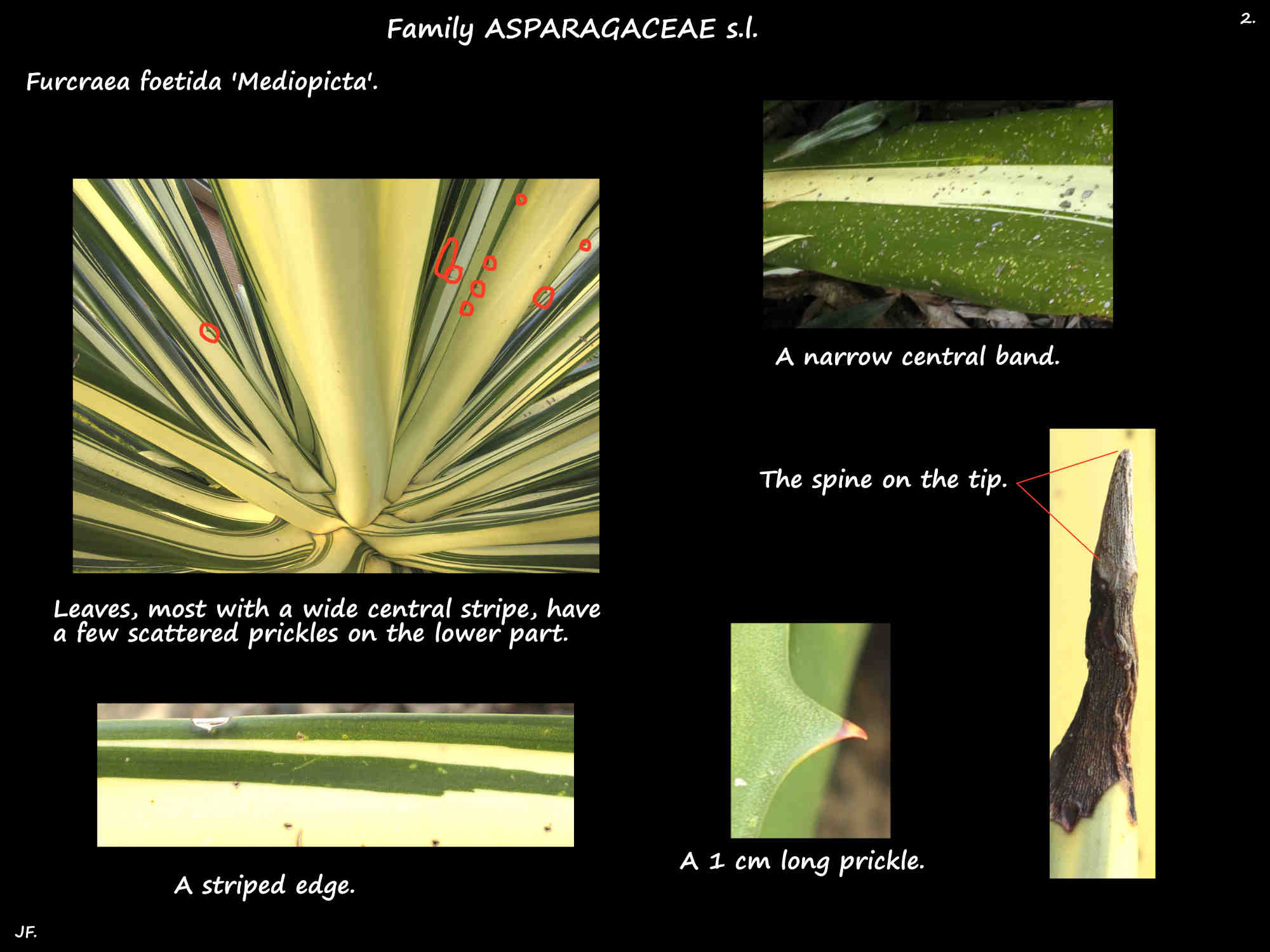 2 Prickles & the central cream strip on Furcraea foetida 'Mediopicta' leaves
