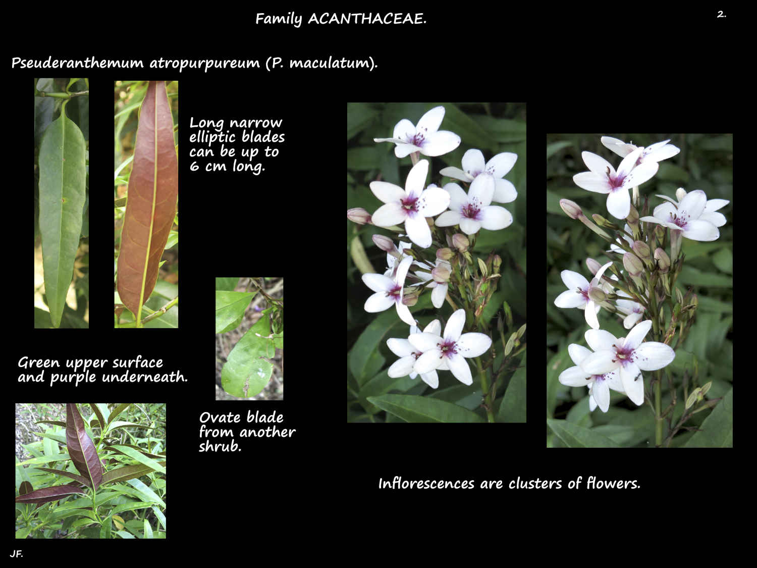 2 Pseuderanthemum atropurpureum leaves