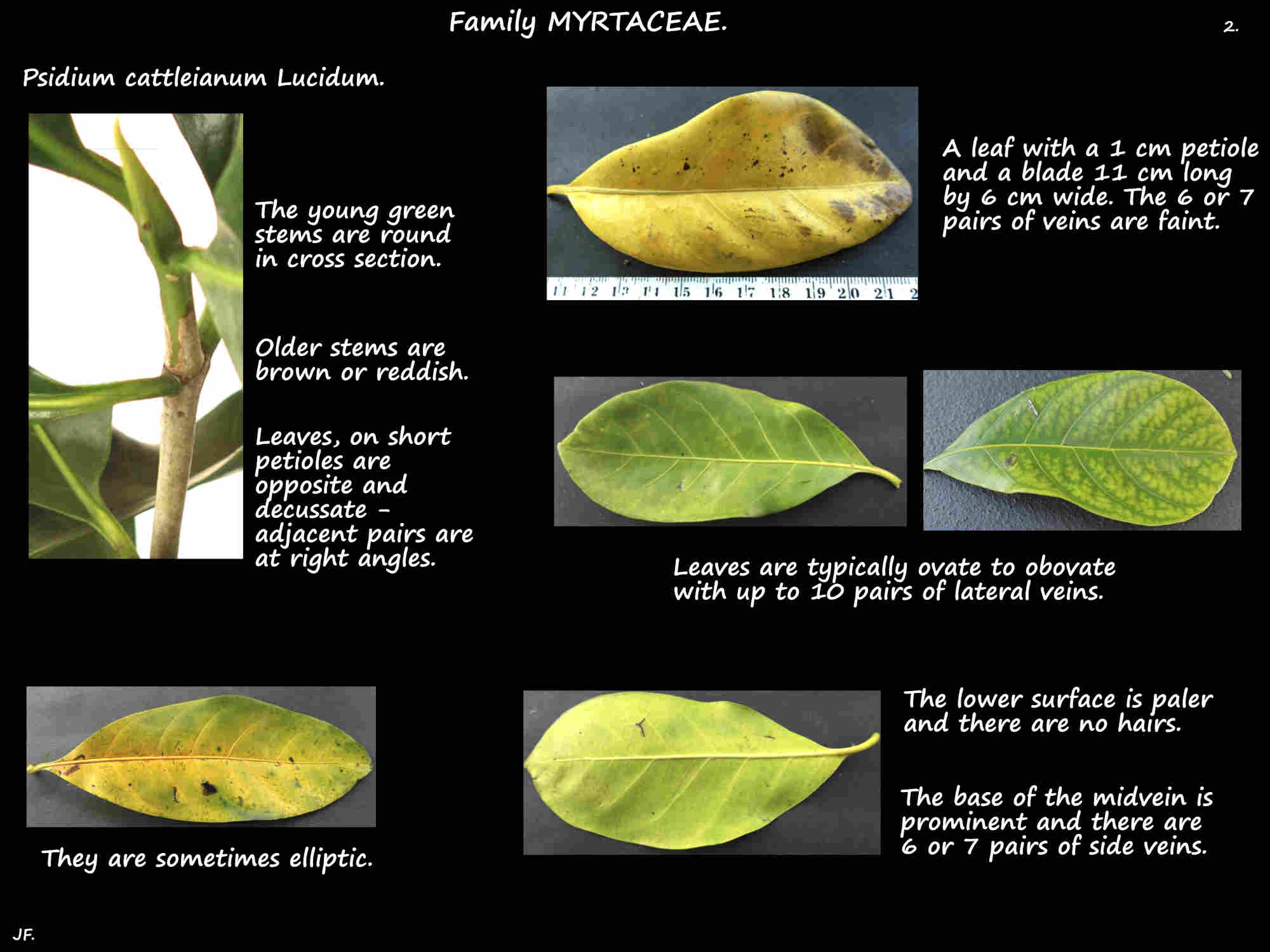 2 Psidium cattleianum Lucidum leaves