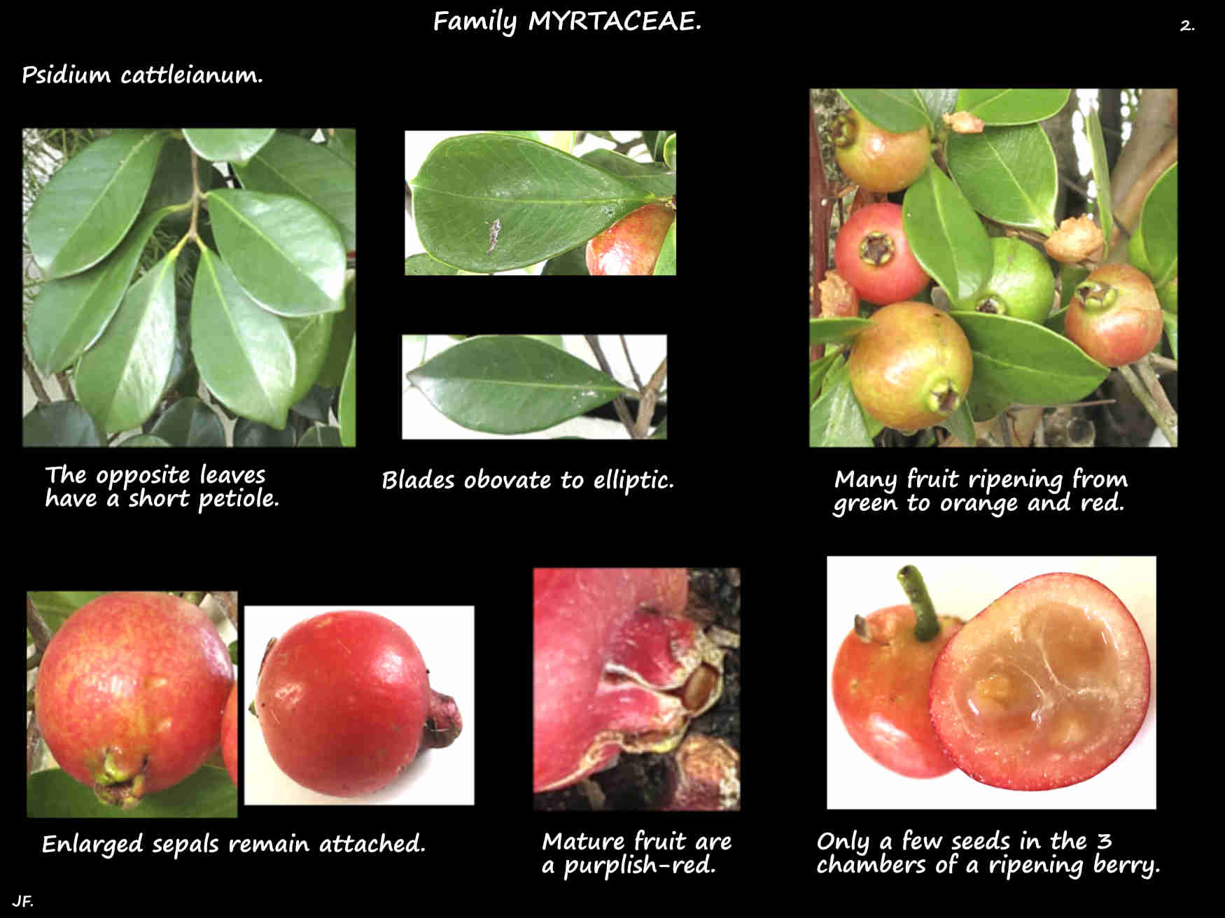 2 Psidium cattleianum leaves & berries