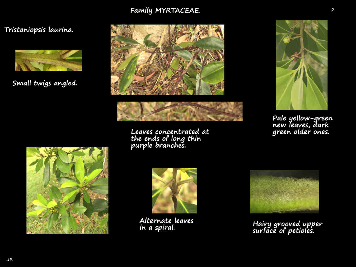 2 Purple Tristaniopsis laurina stems
