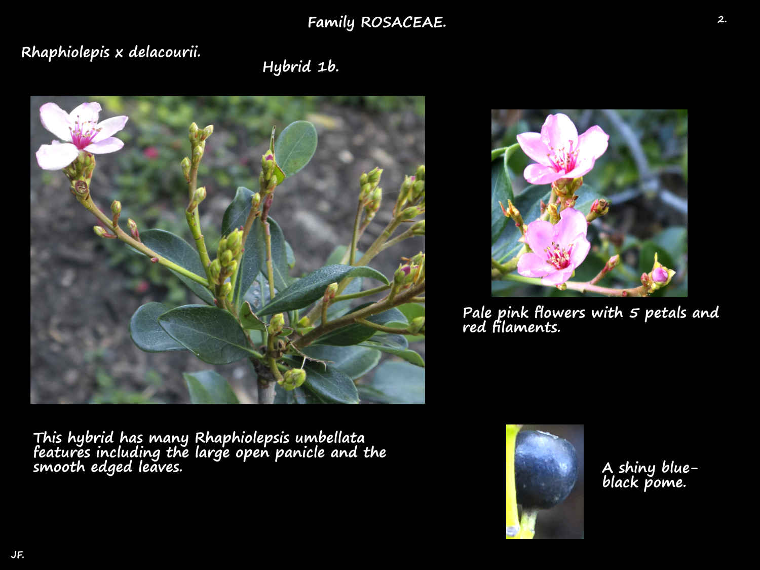 2 Rhaphiolepis x delacourii flowers