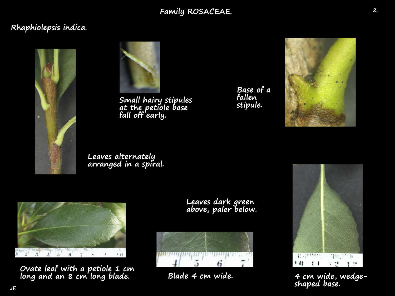 2 Rhaphiolepsis indica leaves