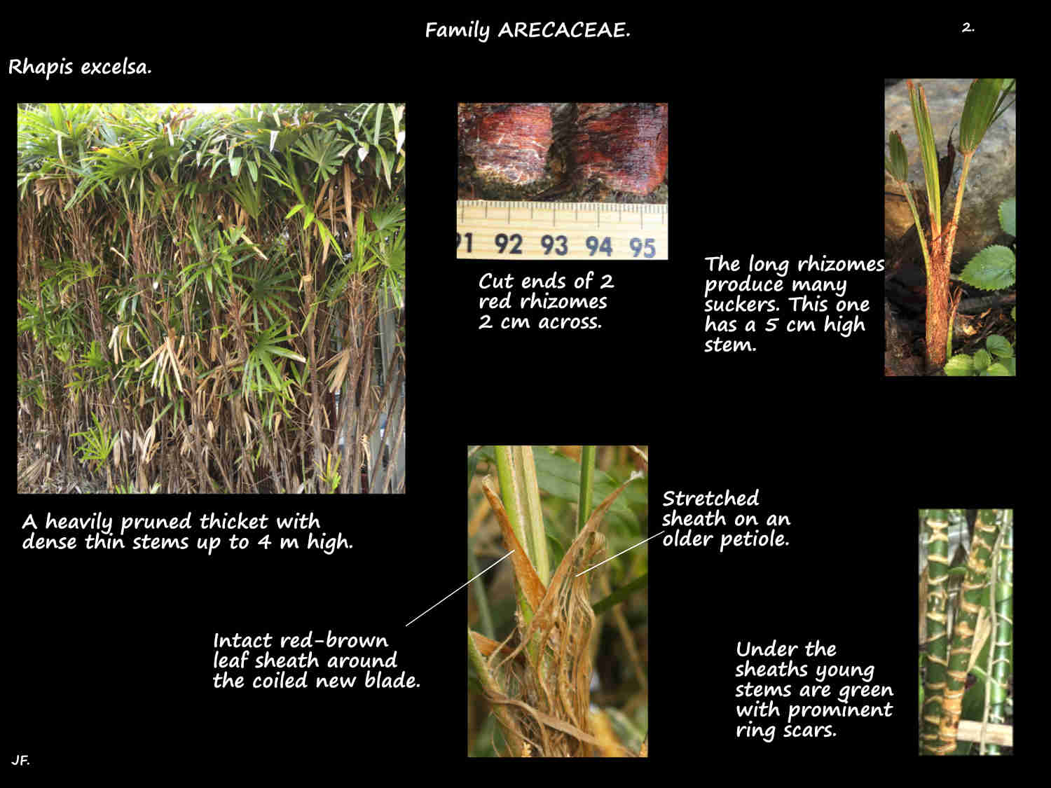 2 Rhapis excelsa stems & rhizomes