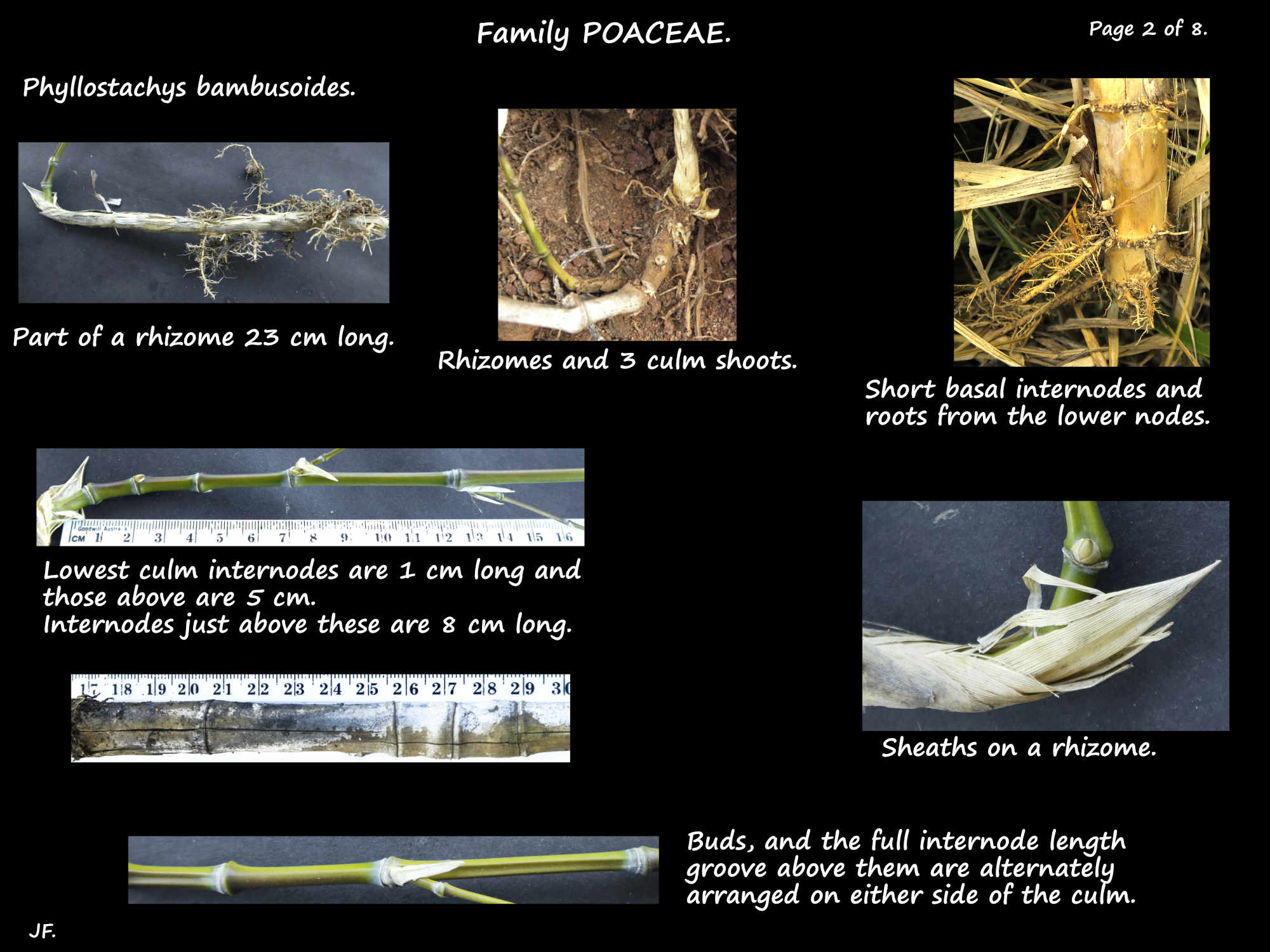 2 Rhizomes & roots of Giant timber bamboo