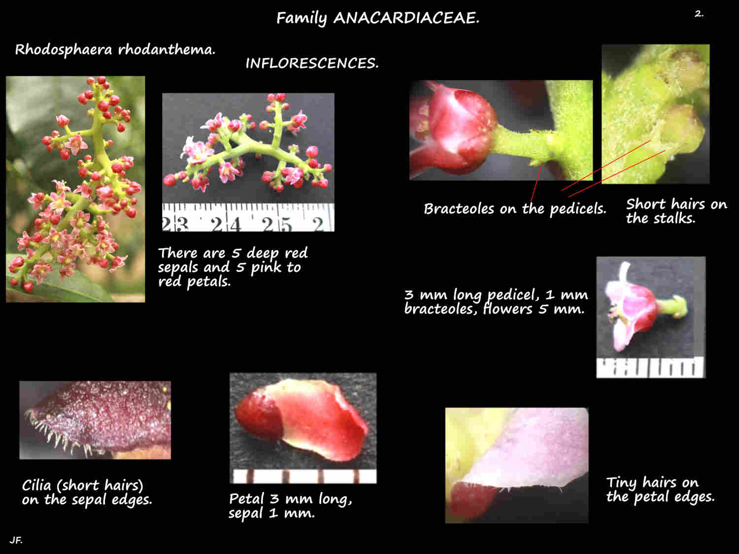 2 Rhodosphaera rhodanthema female flowers