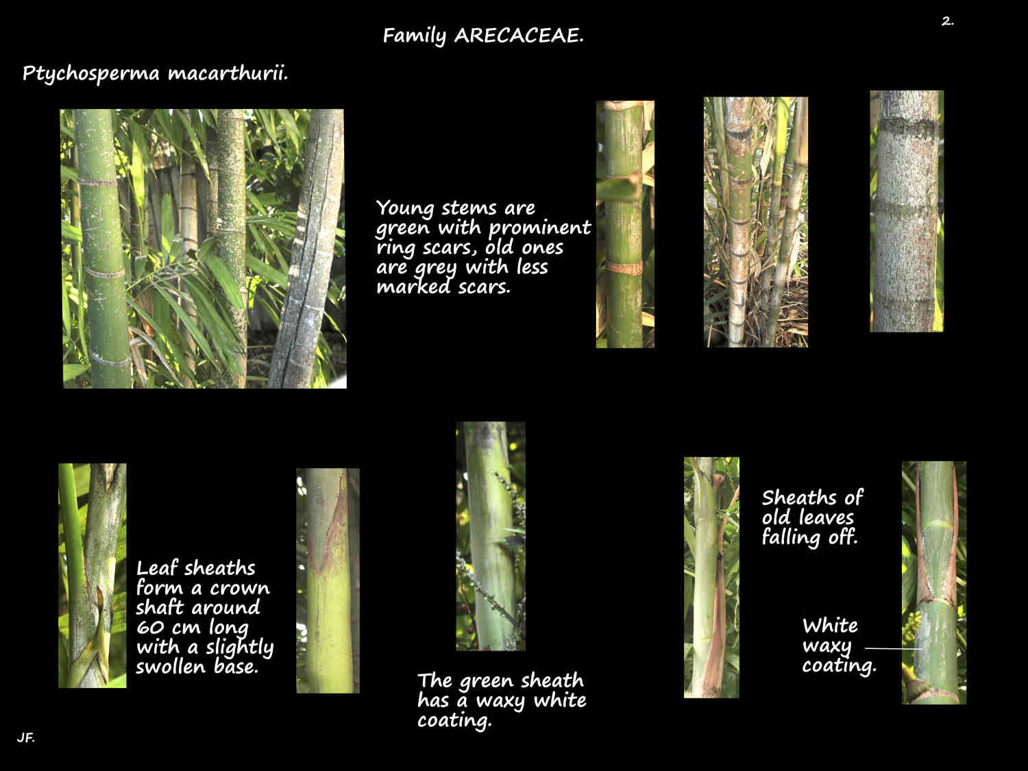 2 Ringed stems of Solitaire palms
