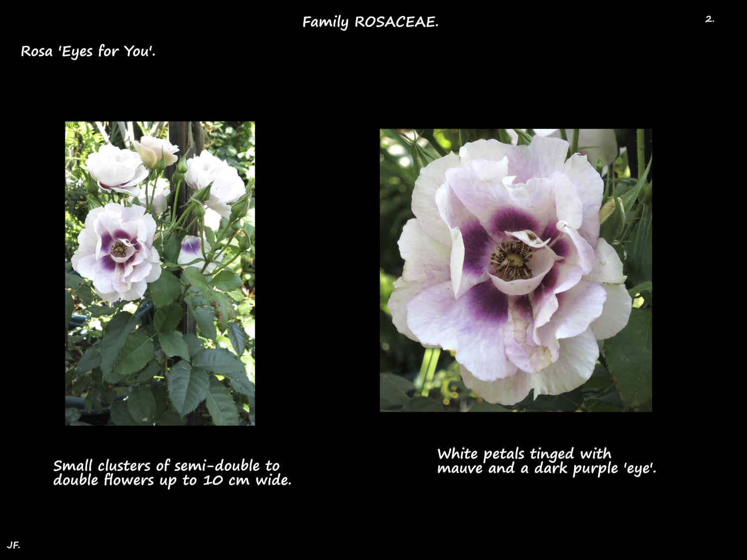 2 Rosa 'Eyes for You' flowers