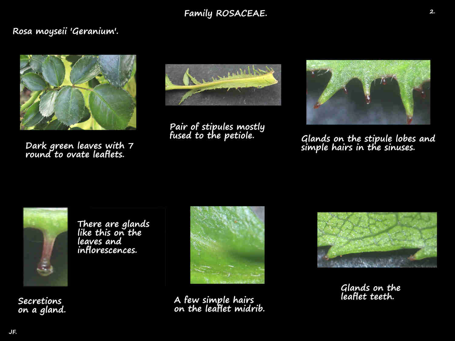 2 Rosa moyseii 'Geranium' leaf glands & stipules