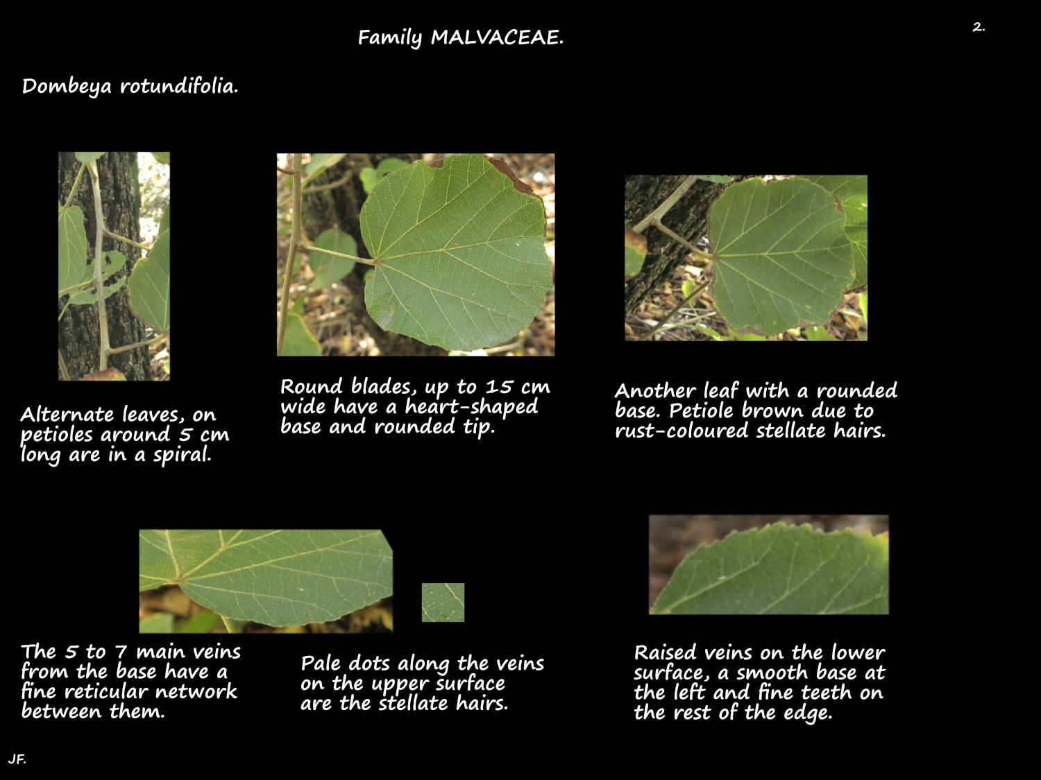 2 Round Dombeya rotundifolia leaves