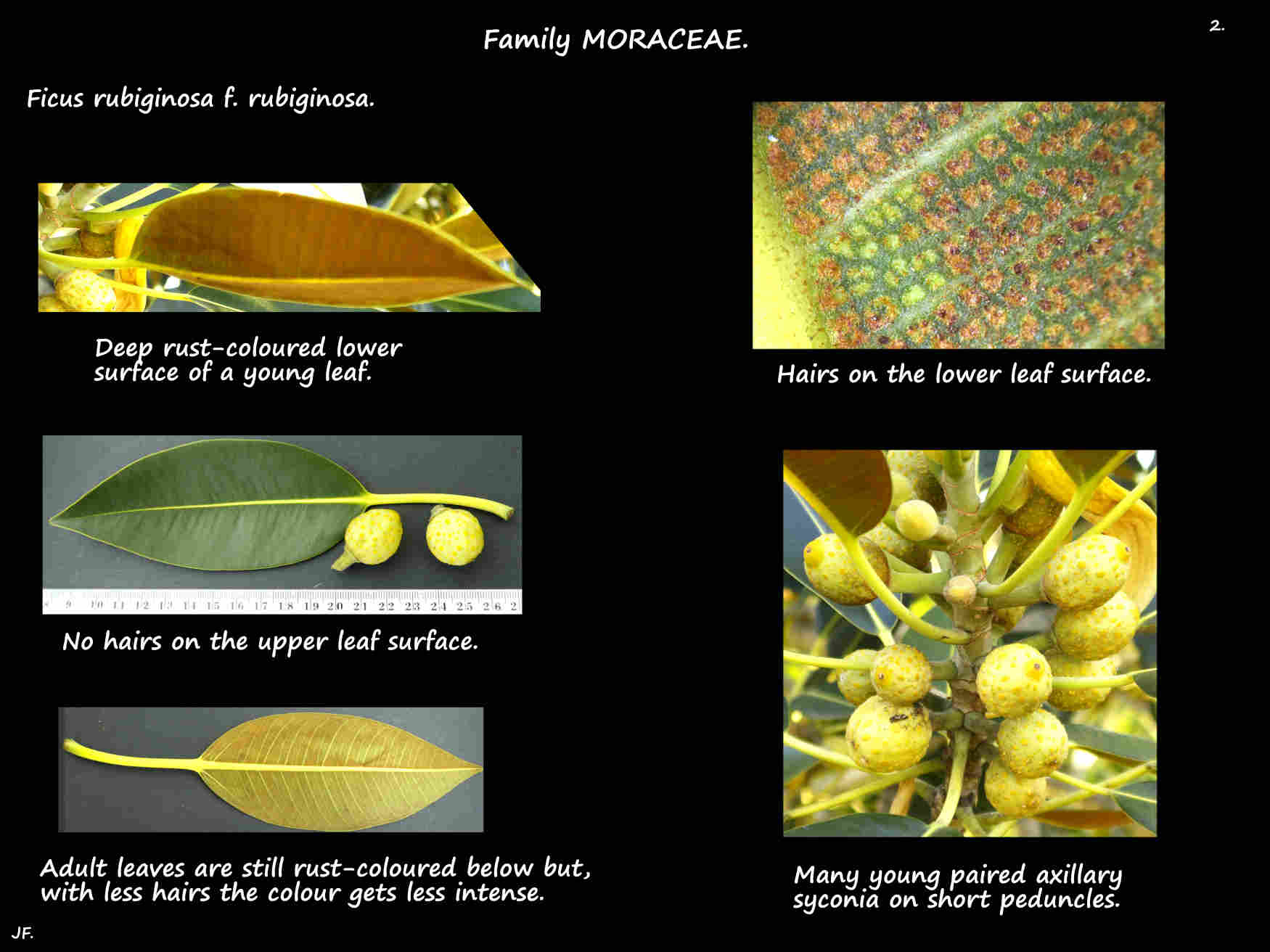 2 Rust-coloured hairs on F. rubiginosa f. rubiginosa leaves