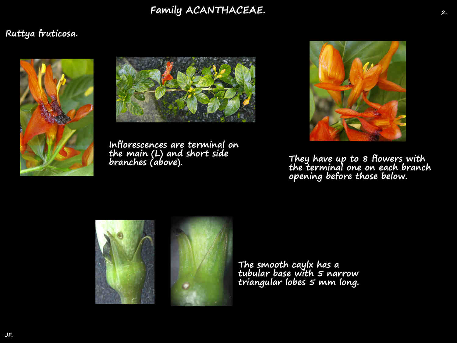 2 Ruttya fruticosa inflorescences & sepals