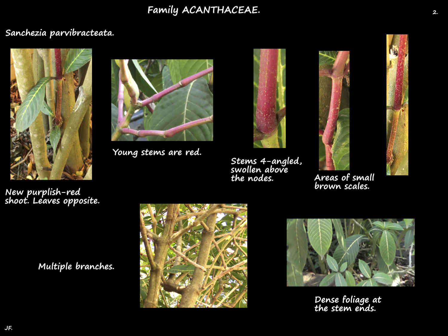 2 Scales on Sanchezia parvibracteata stems