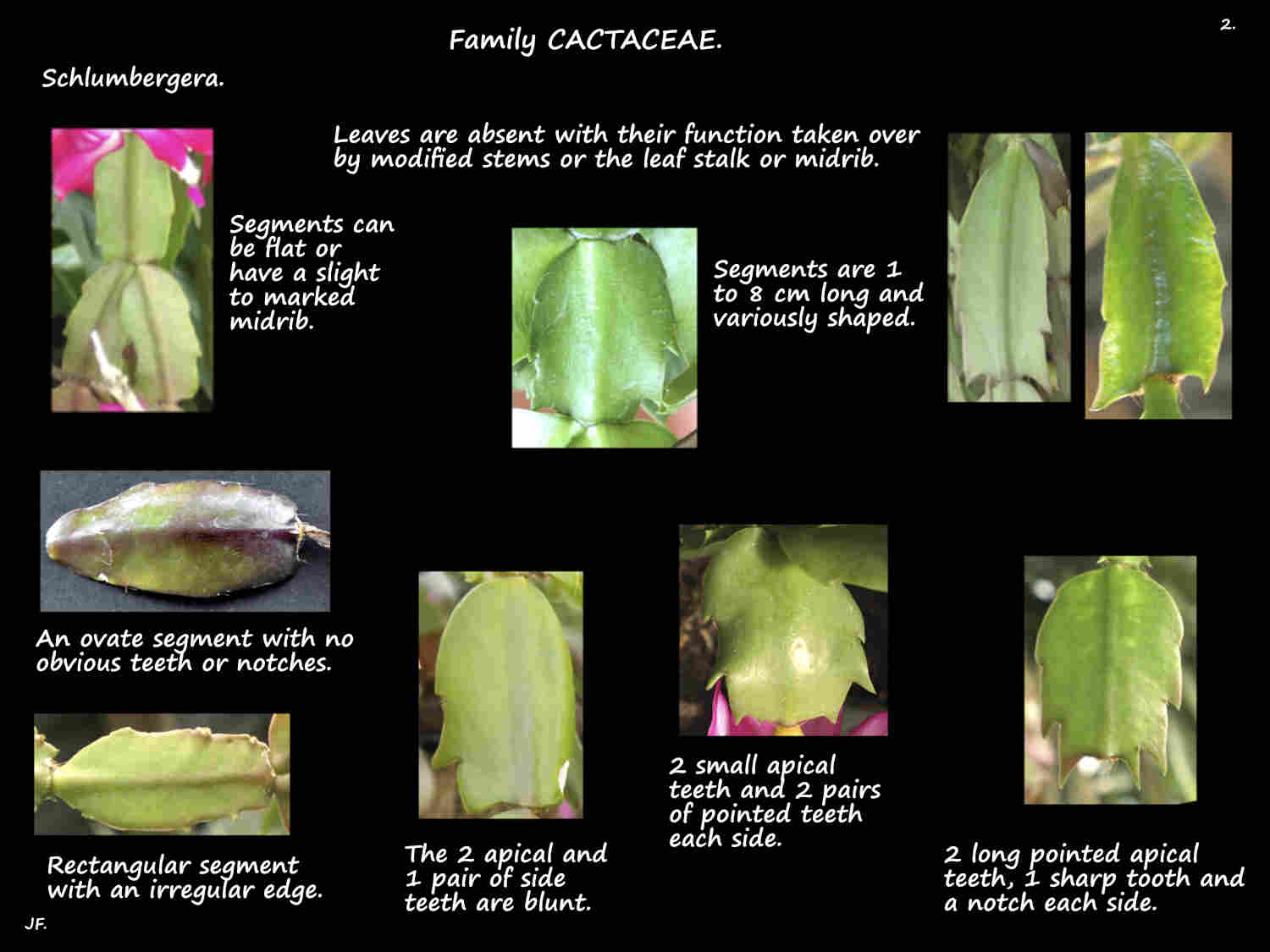 2 Schlumbergera stem segments