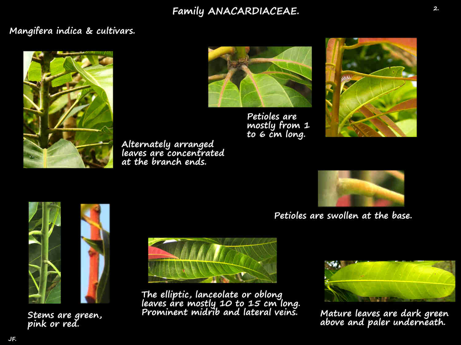 2 Simple alternate Mangifera indica leaves & petioles