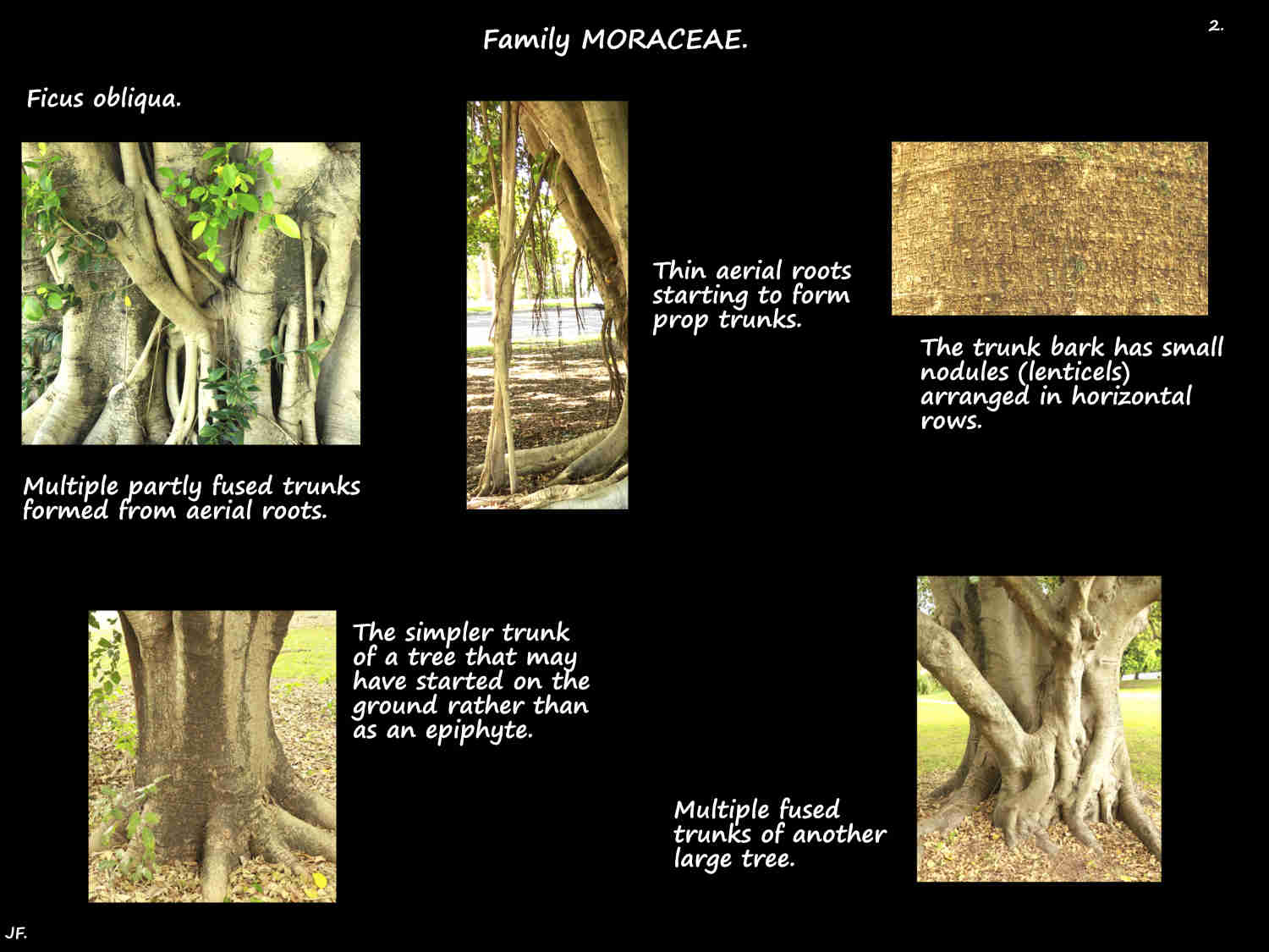 2 Simple & complex Ficus obliqua trunks