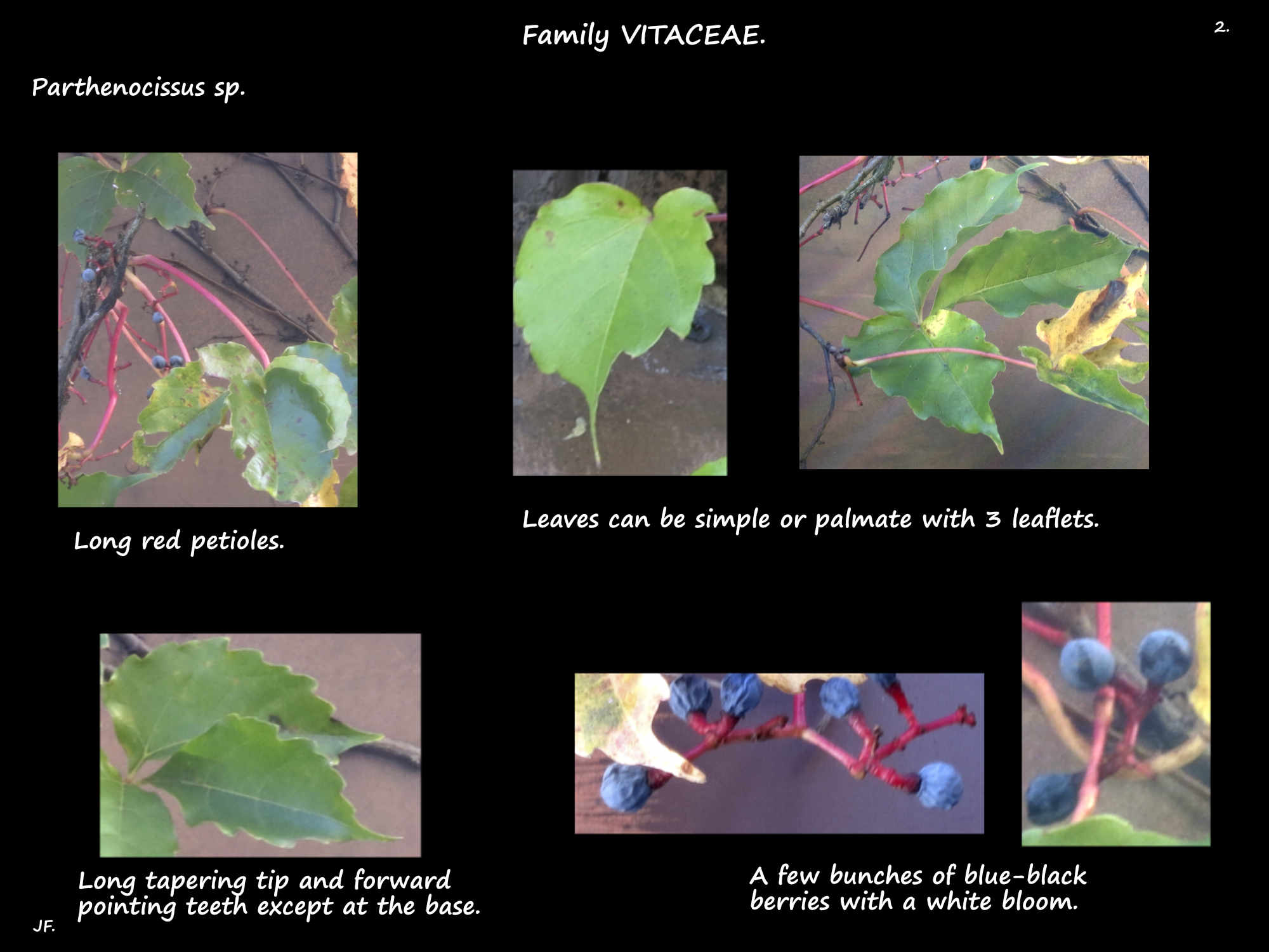 2 Simple & palmate leaves, & berries of a Parthenocissis vine