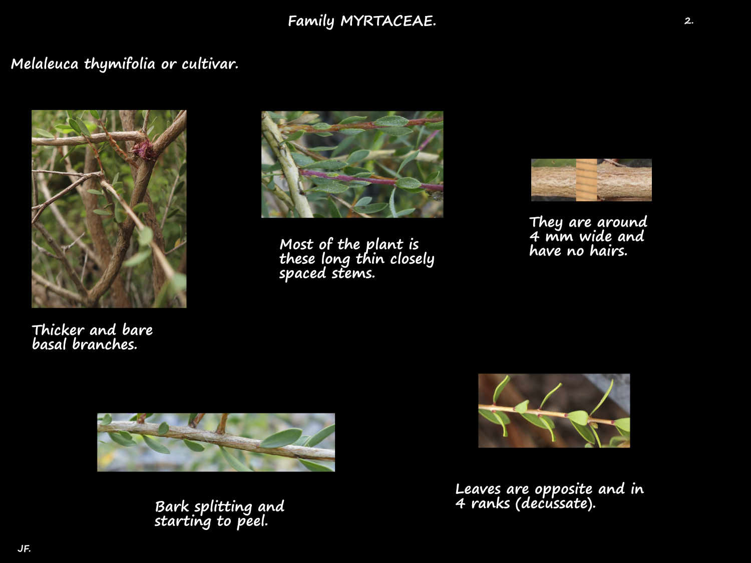 2 Slender Melaleuca thymifolia stems