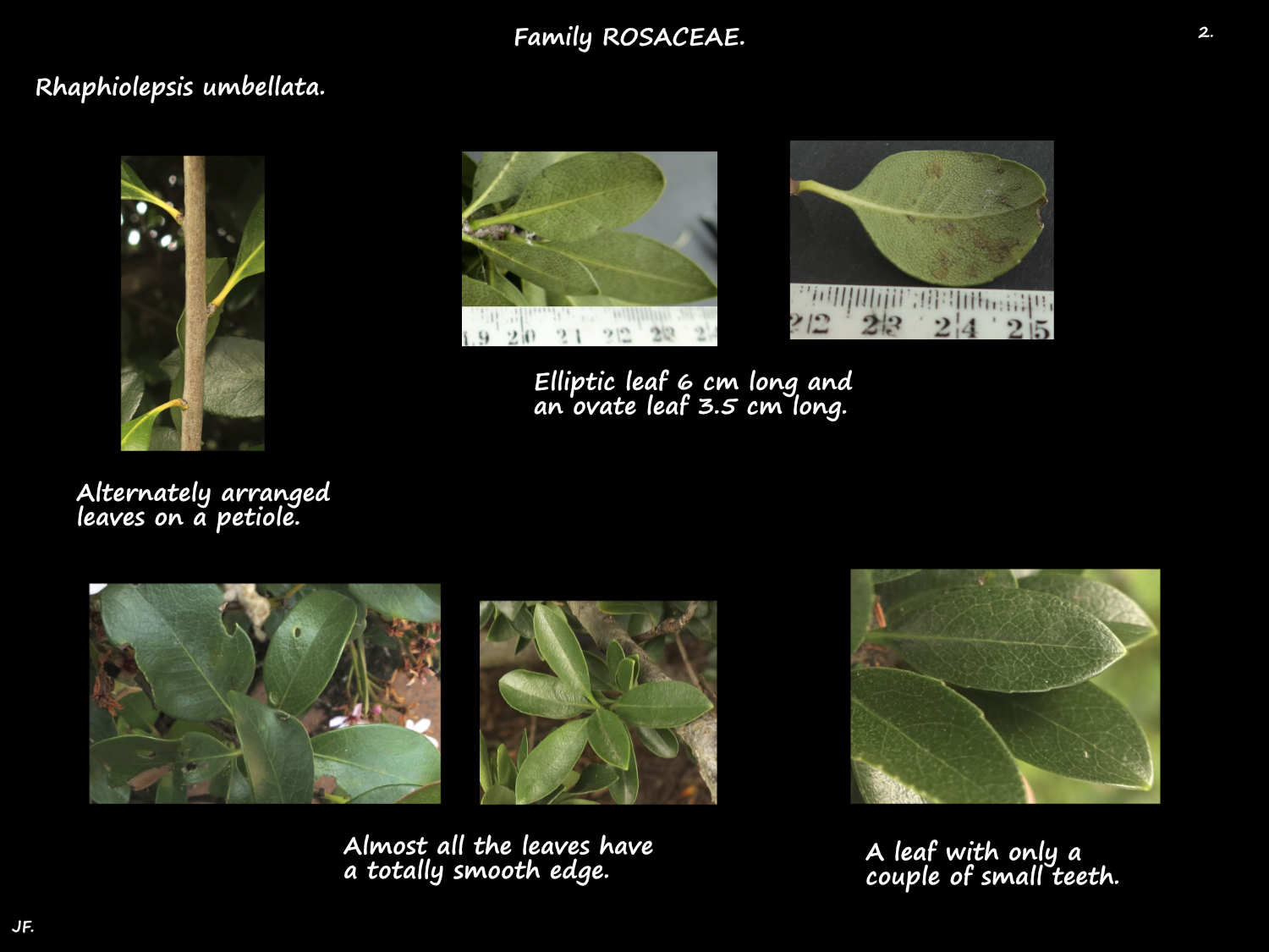 2 Smooth Rhaphiolepsis umbellata leaves