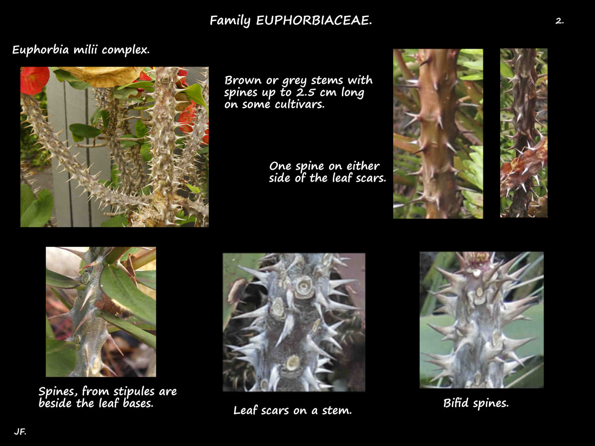 2 Spines on Euphorbia milii stems