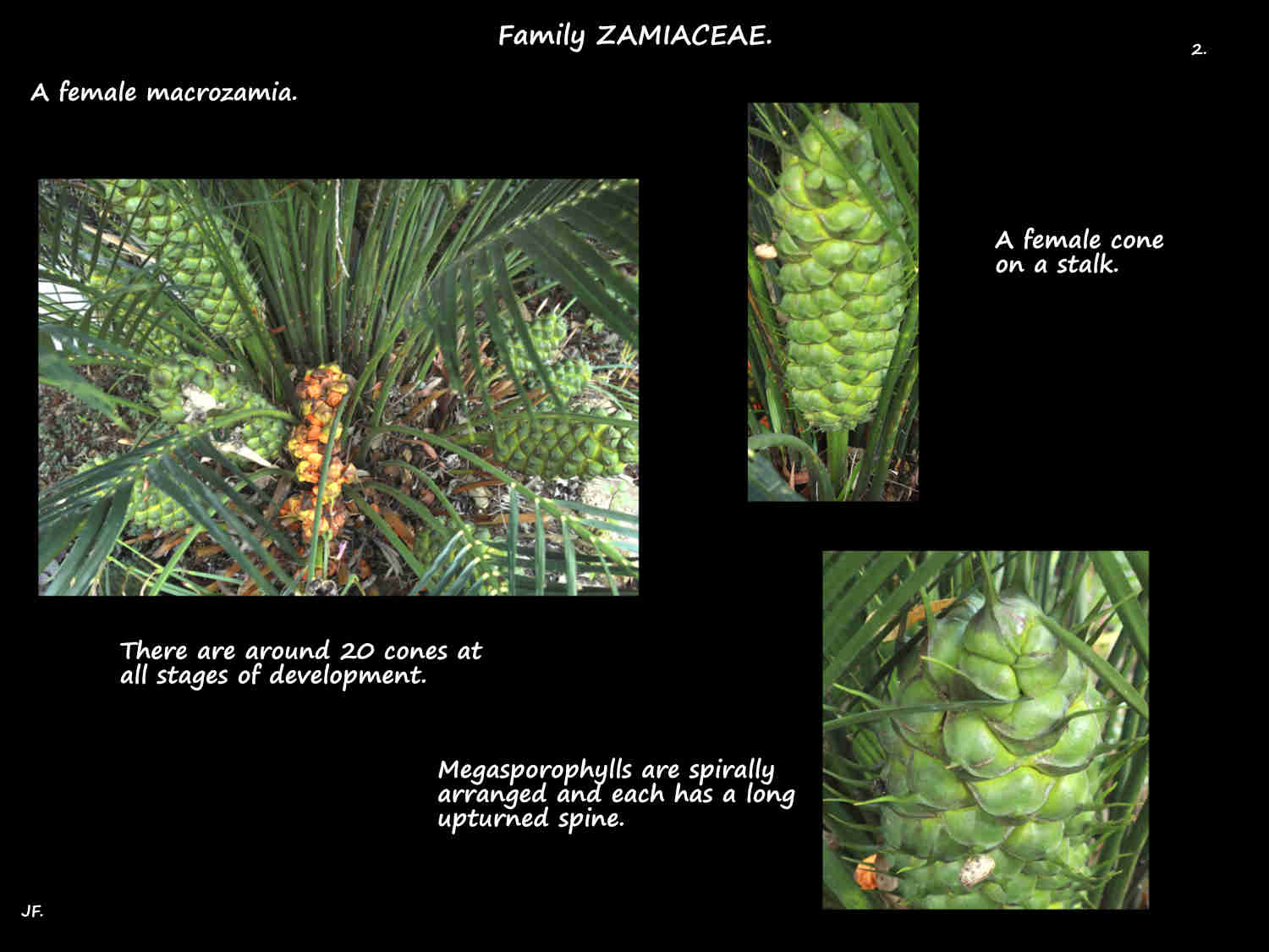 2 Spines on spirally arranged Macrozamia megasporophylls