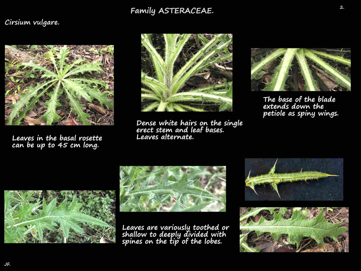 2 Spines on the basal & stem leaves of Spear thistles