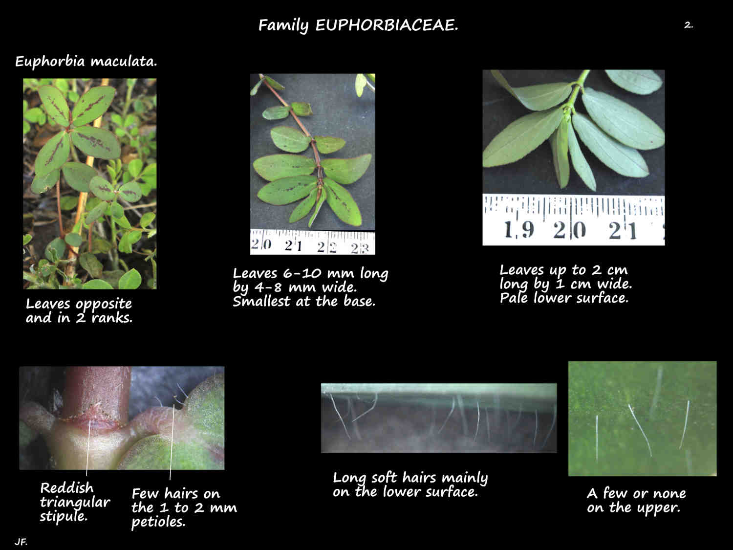 2 Spotted Spurge stipules & leaves