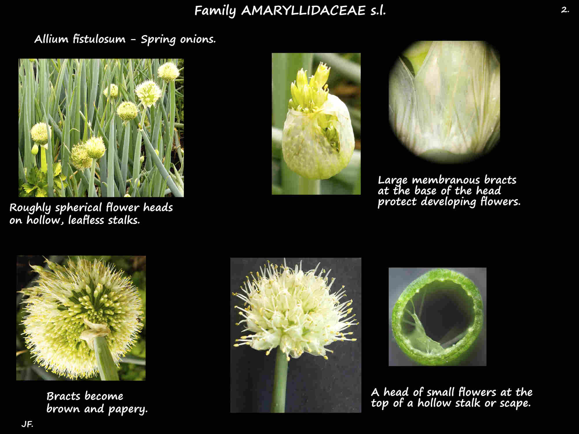 2 Spring onion inflorescences