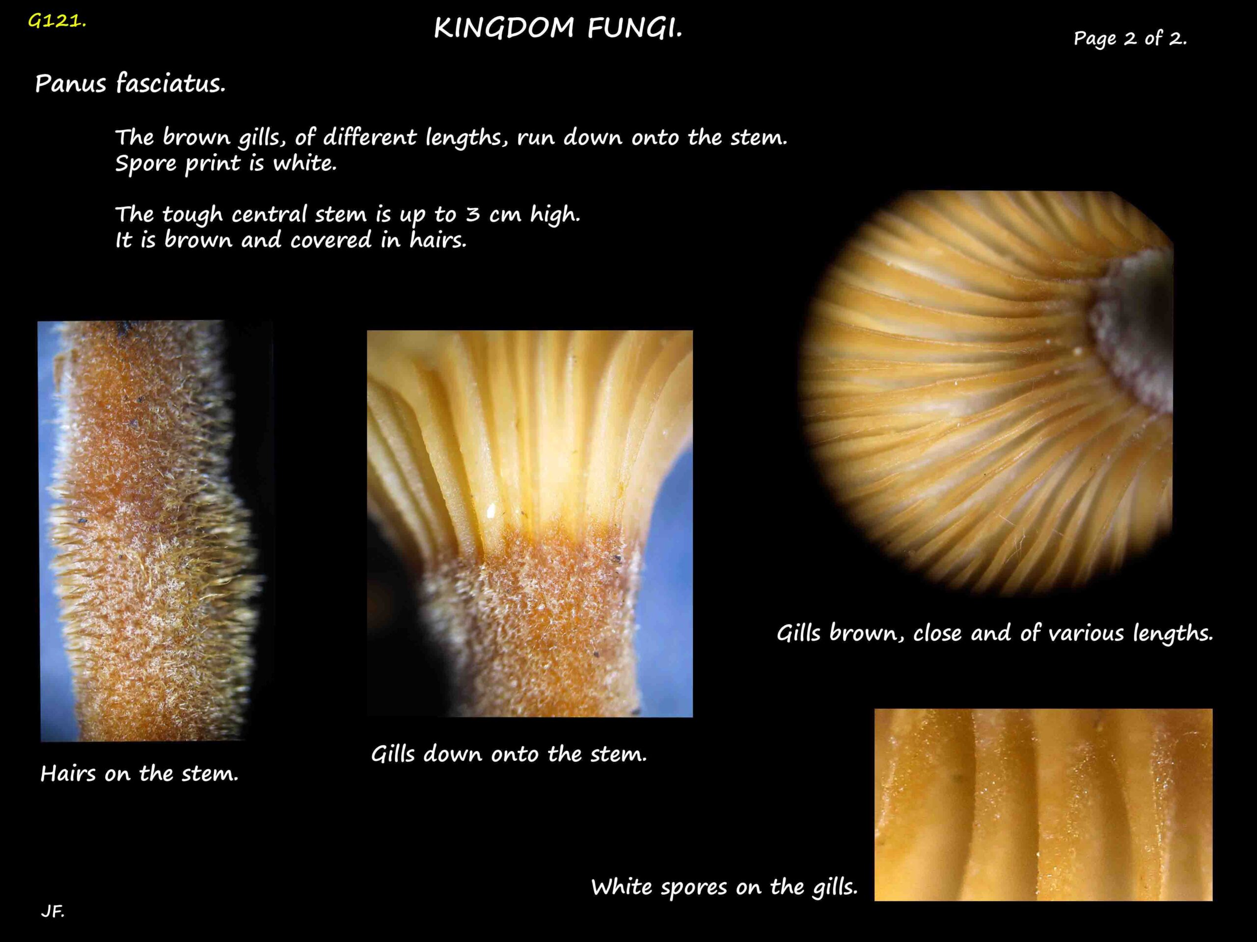 2 Stem hairs & gills of Panus fasciatus