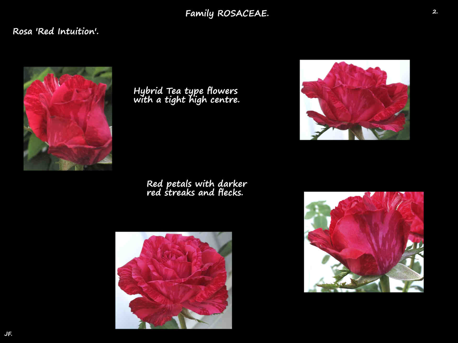 2 Streaked 'Red Intuition' flowers