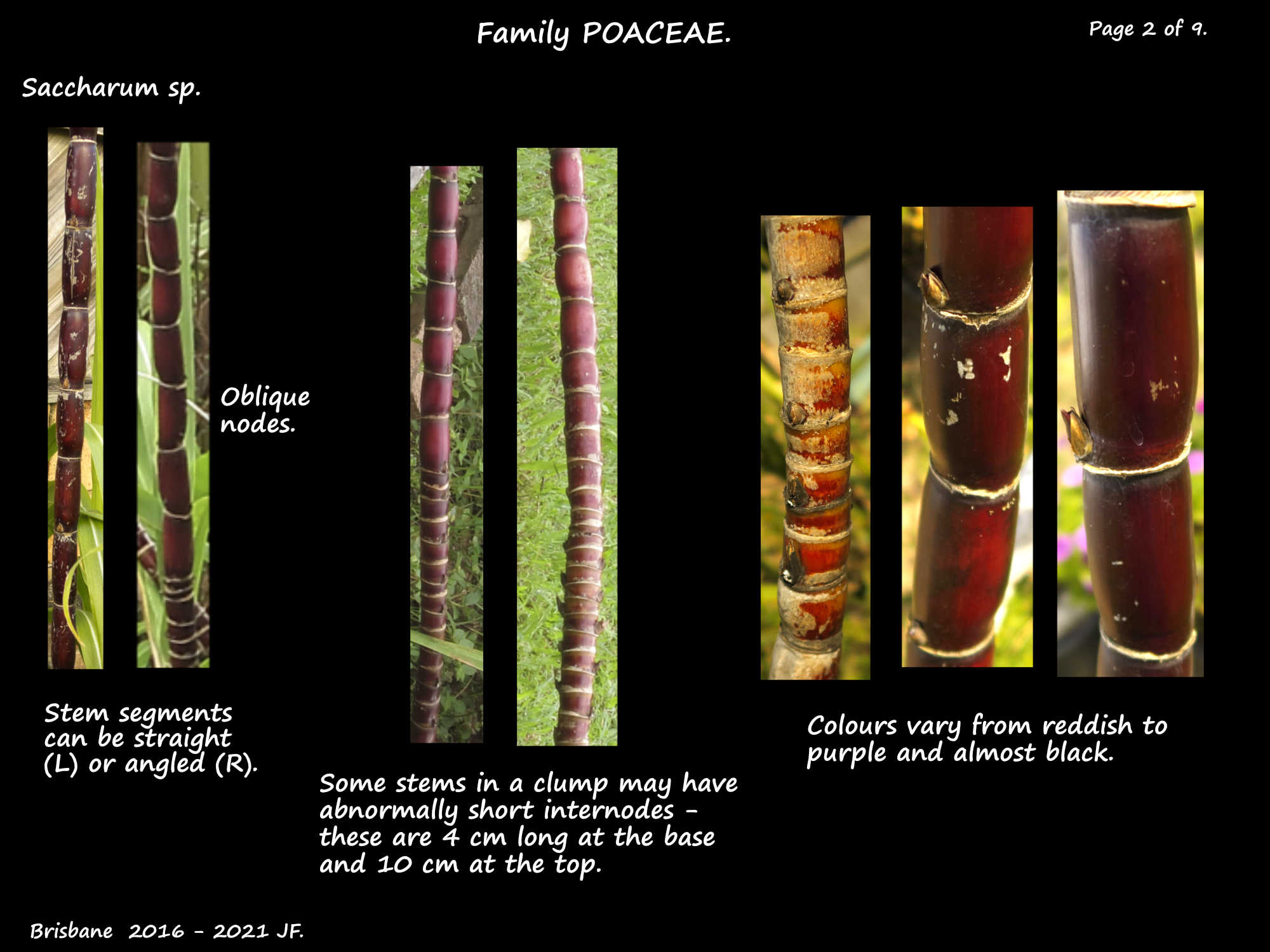 2 Sugarcane stems