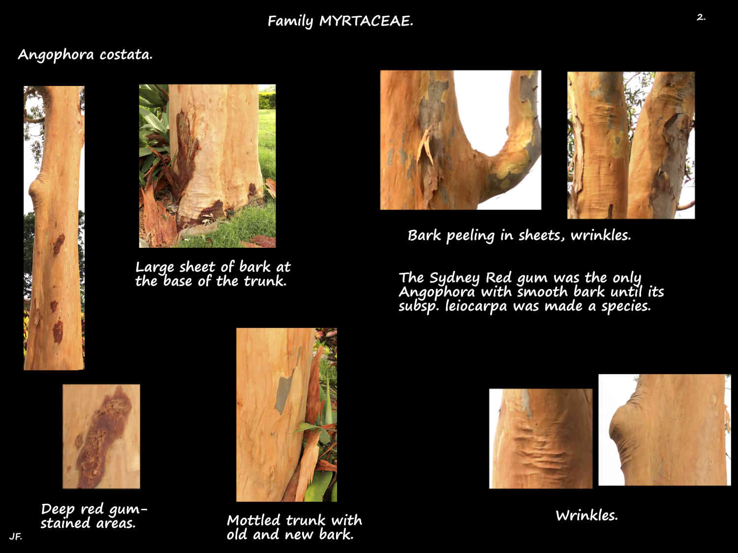 2 Sydney Red gum bark