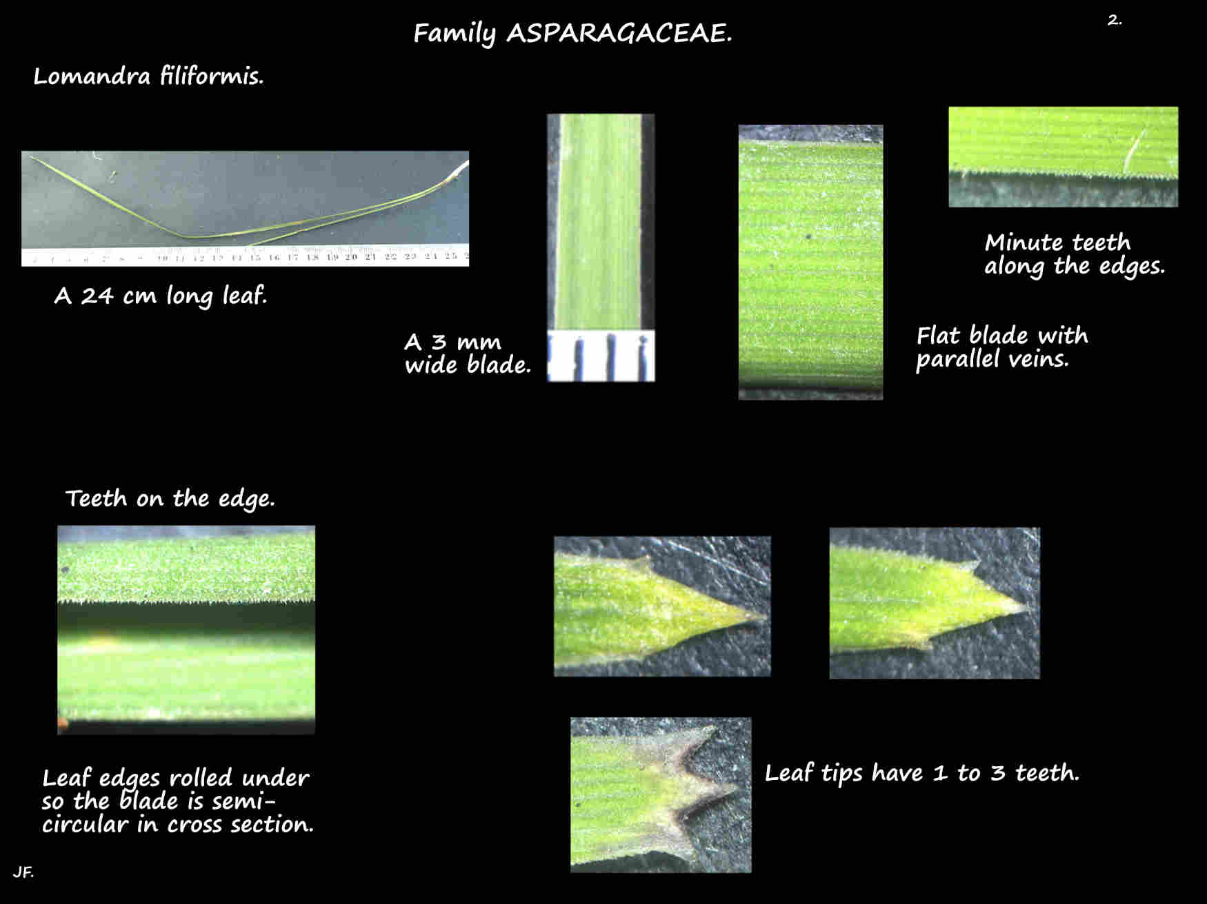 2 Teeth on Lomandra filiformis leaf tips