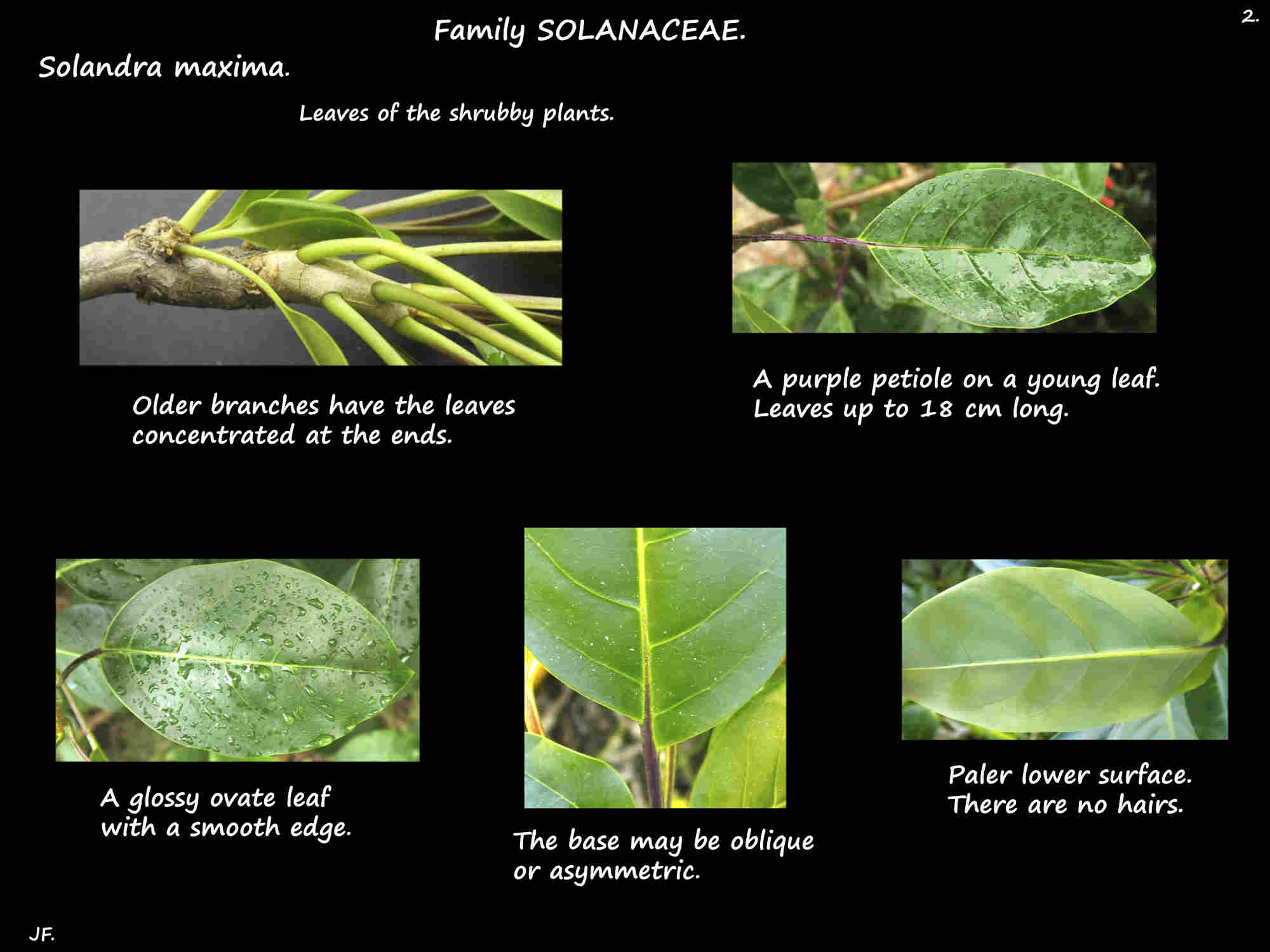 2 The leaves of Solandra maxima shrubs