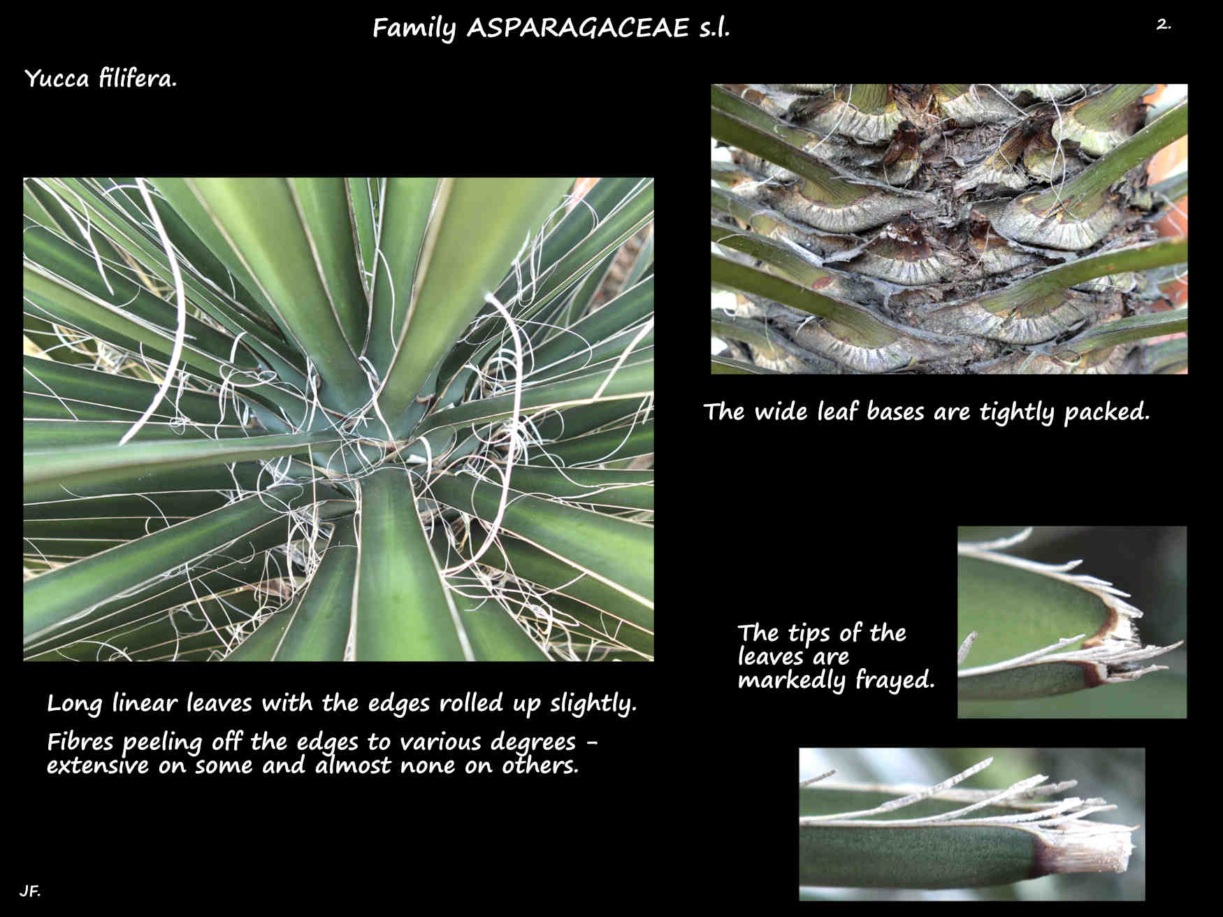2 The leaves of Yucca filifera