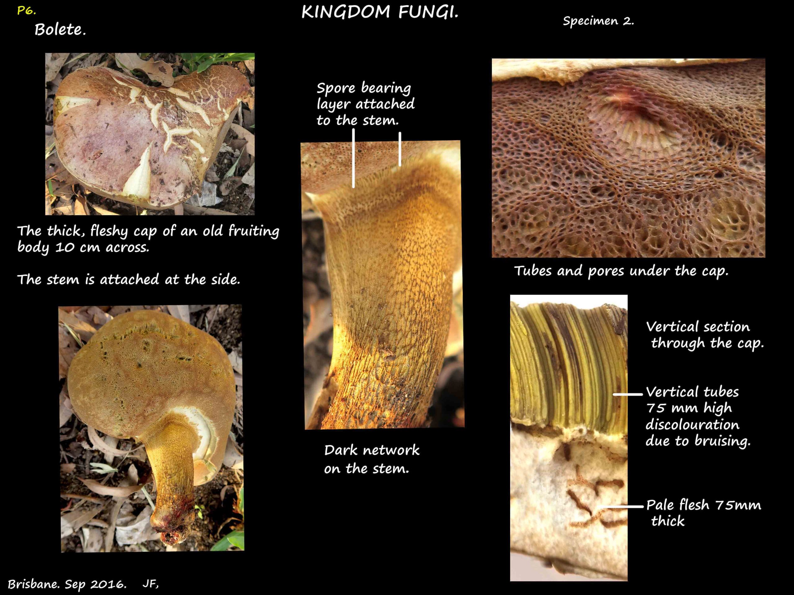 2 The long tubes under the cap of an old bolete