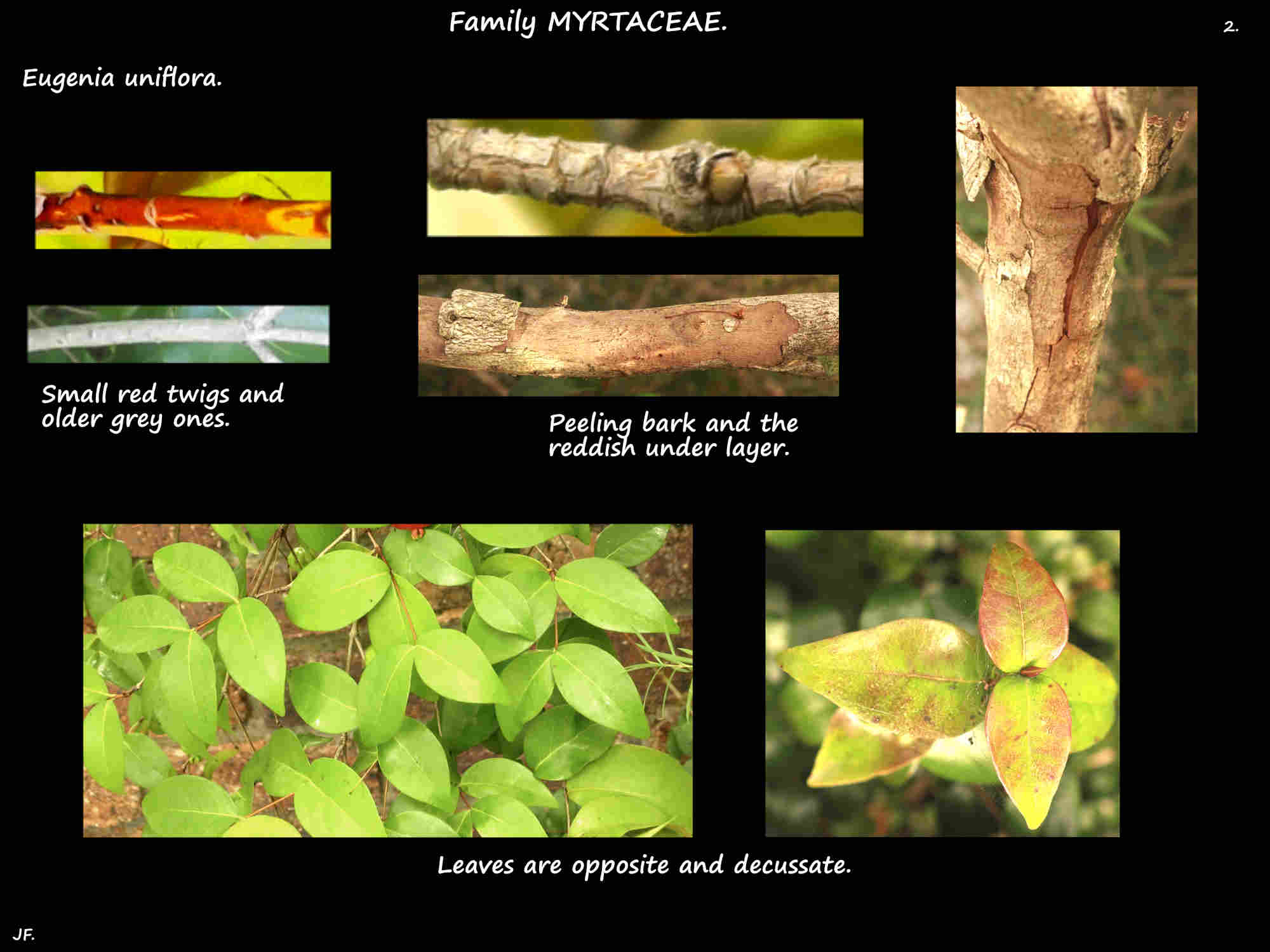 2 The mottled bark of Eugenia uniflora trunks