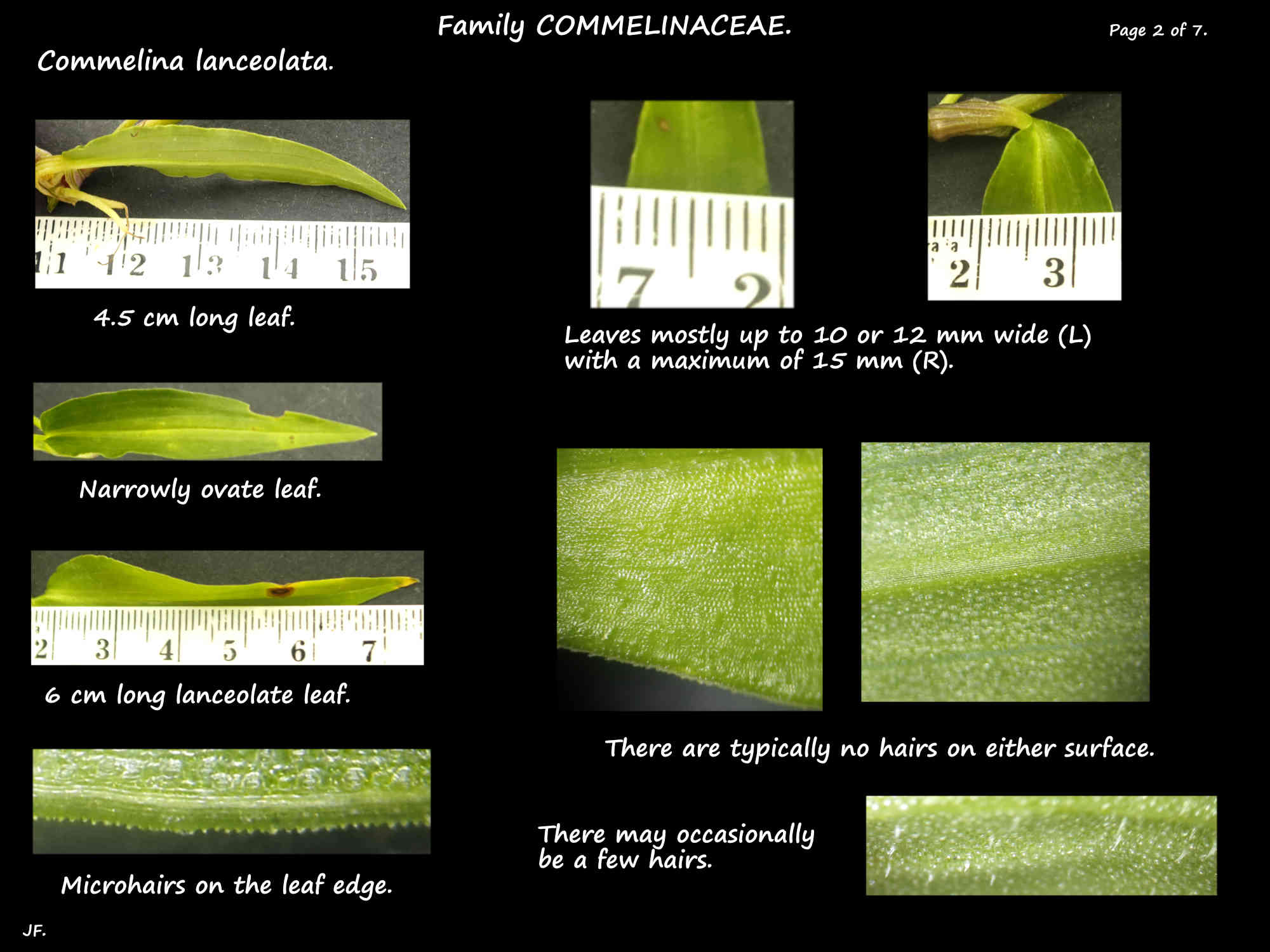 2 The narrow leaves of Commelina lanceolata