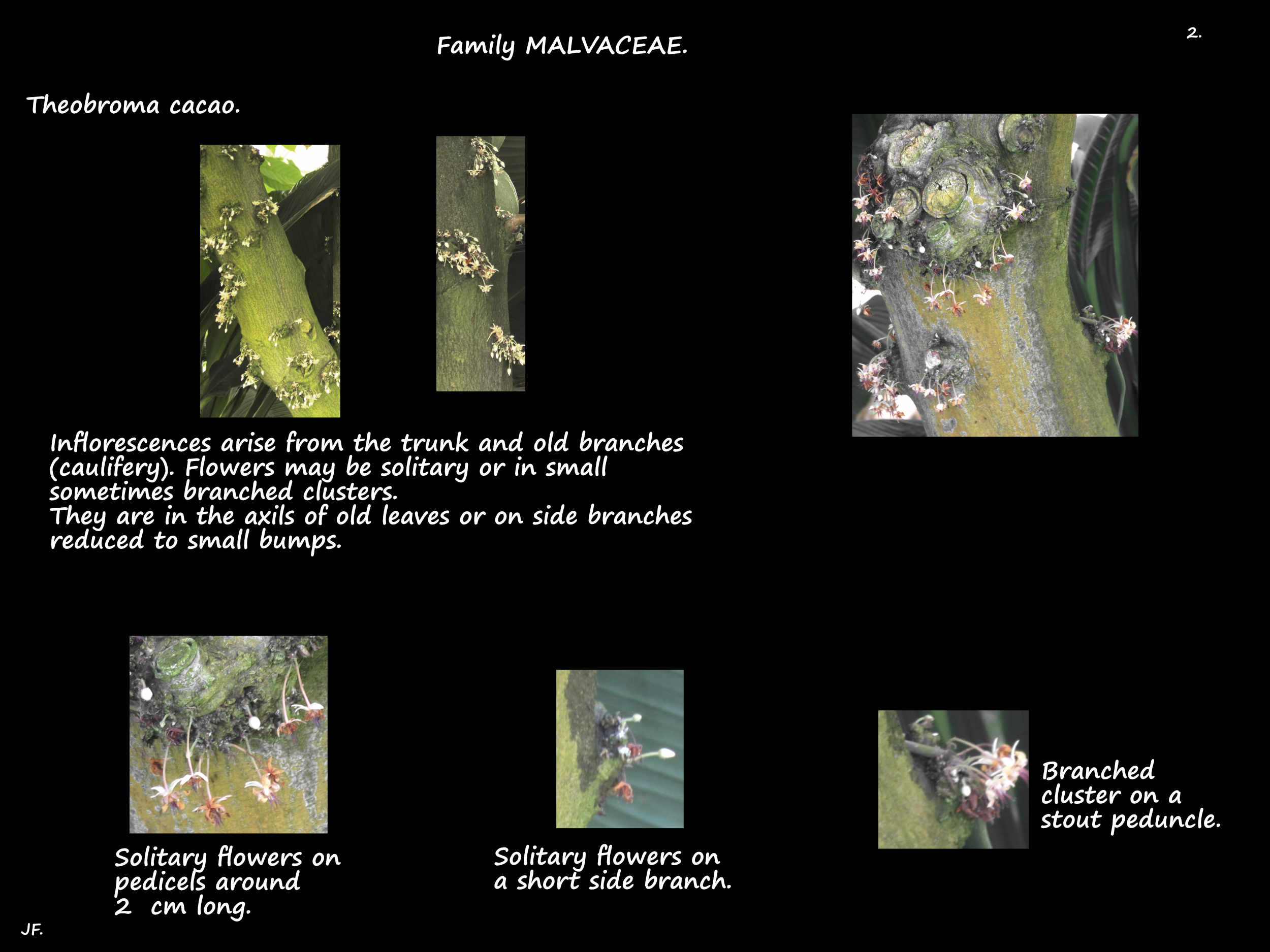 2 Theobroma cacao flowers on bare wood