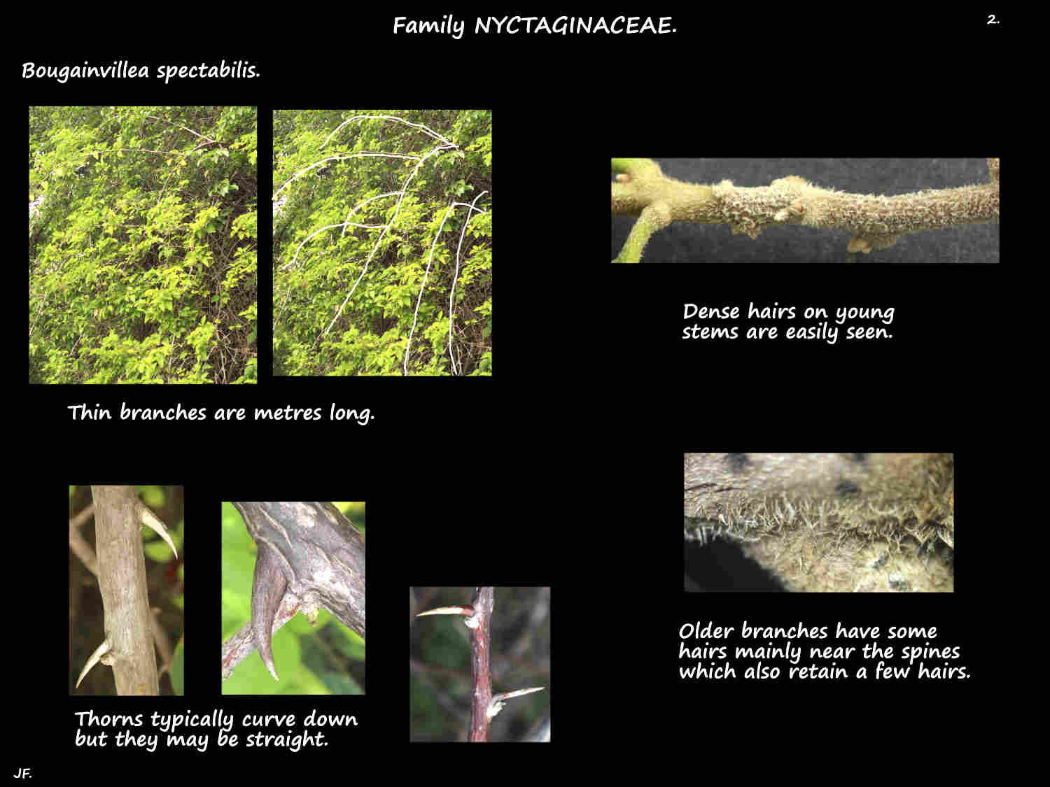 2 Thorns & hairs on Bougainvillea spectabilis branches