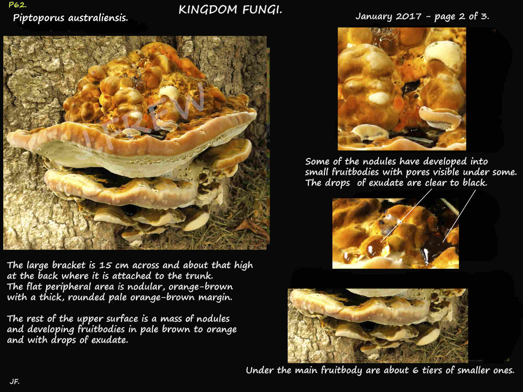 2 Tiers of brackets of a Piptoporus australiensis