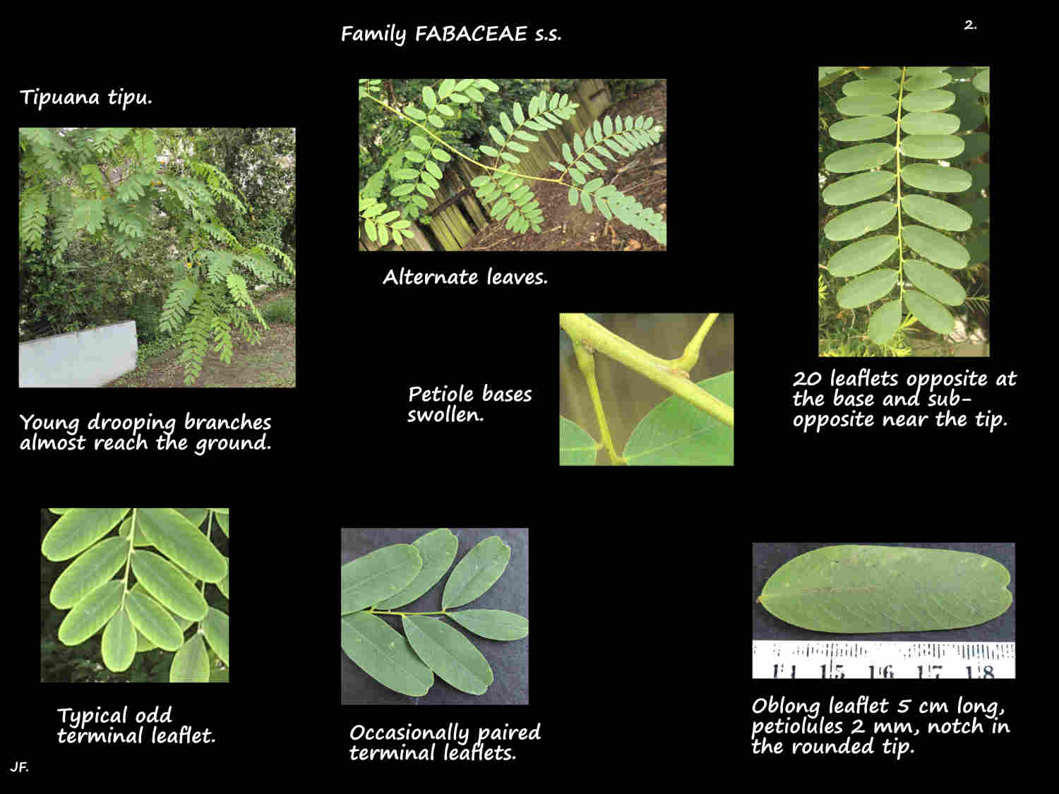 2 Tipuana tipu pinnate leaves