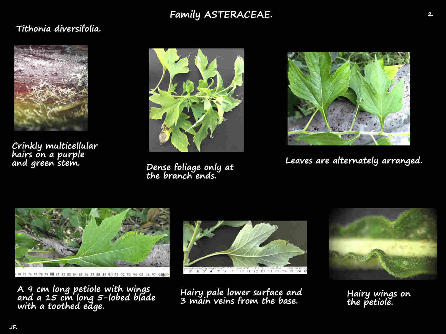 2 Tithonia diversifolia leaf arrangement
